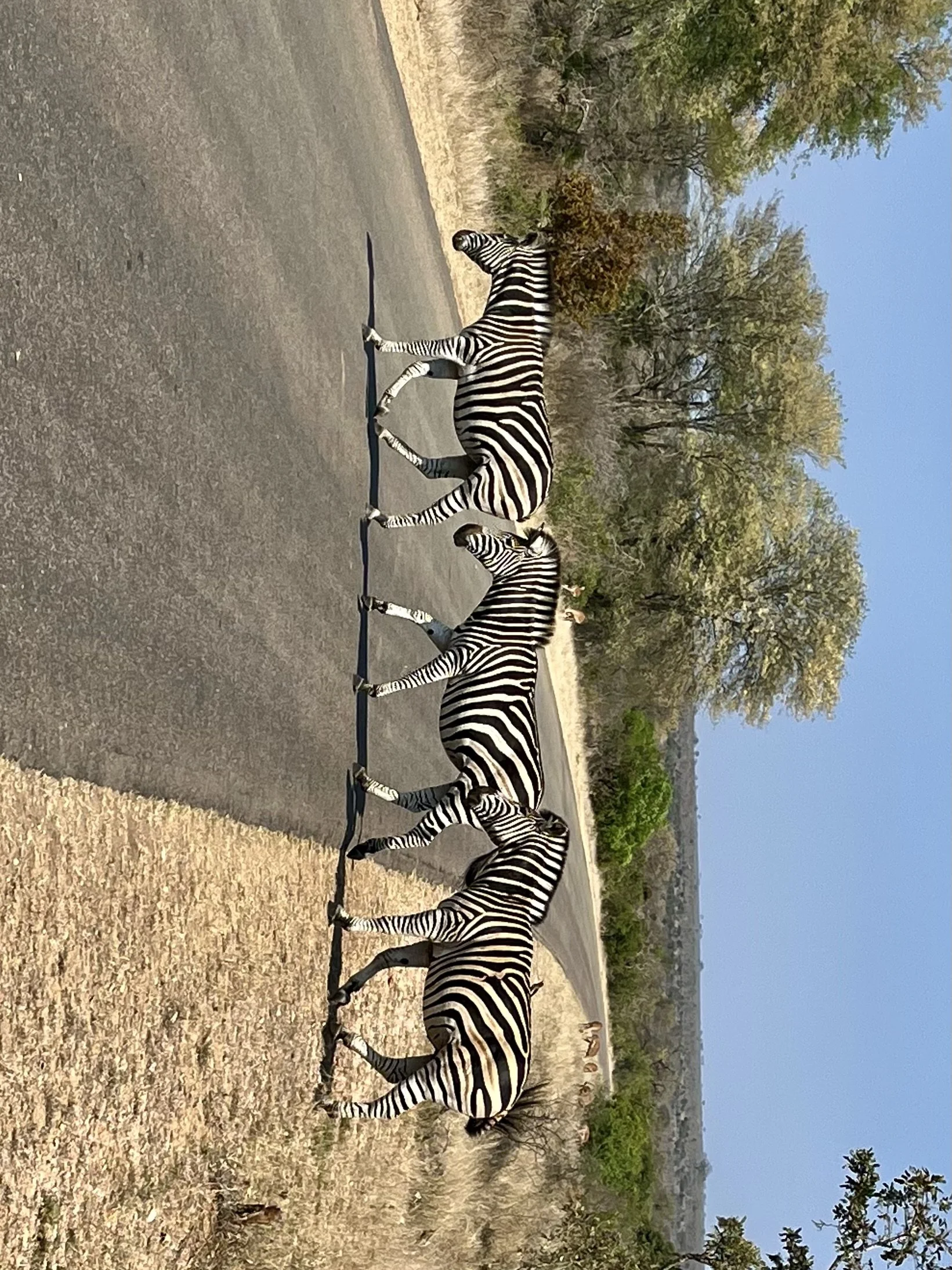 Three zebras crossing a paved road in a savannah landscape with trees and dry grass.