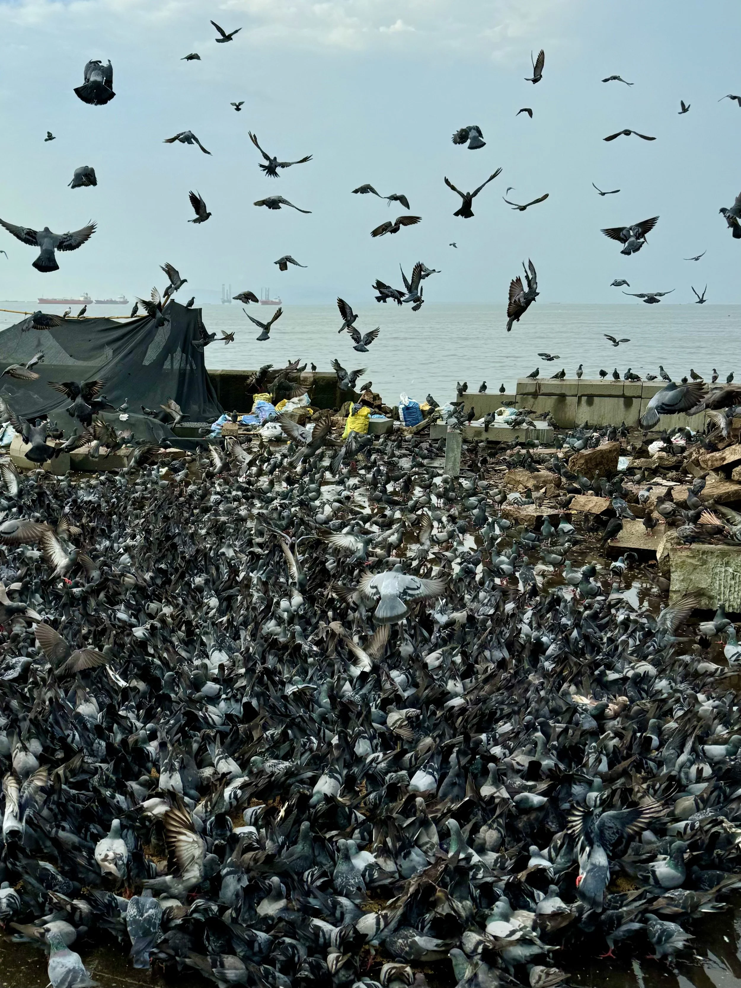 A large flock of pigeons gathered on the ground and flying near the waterfront with ships in the background.