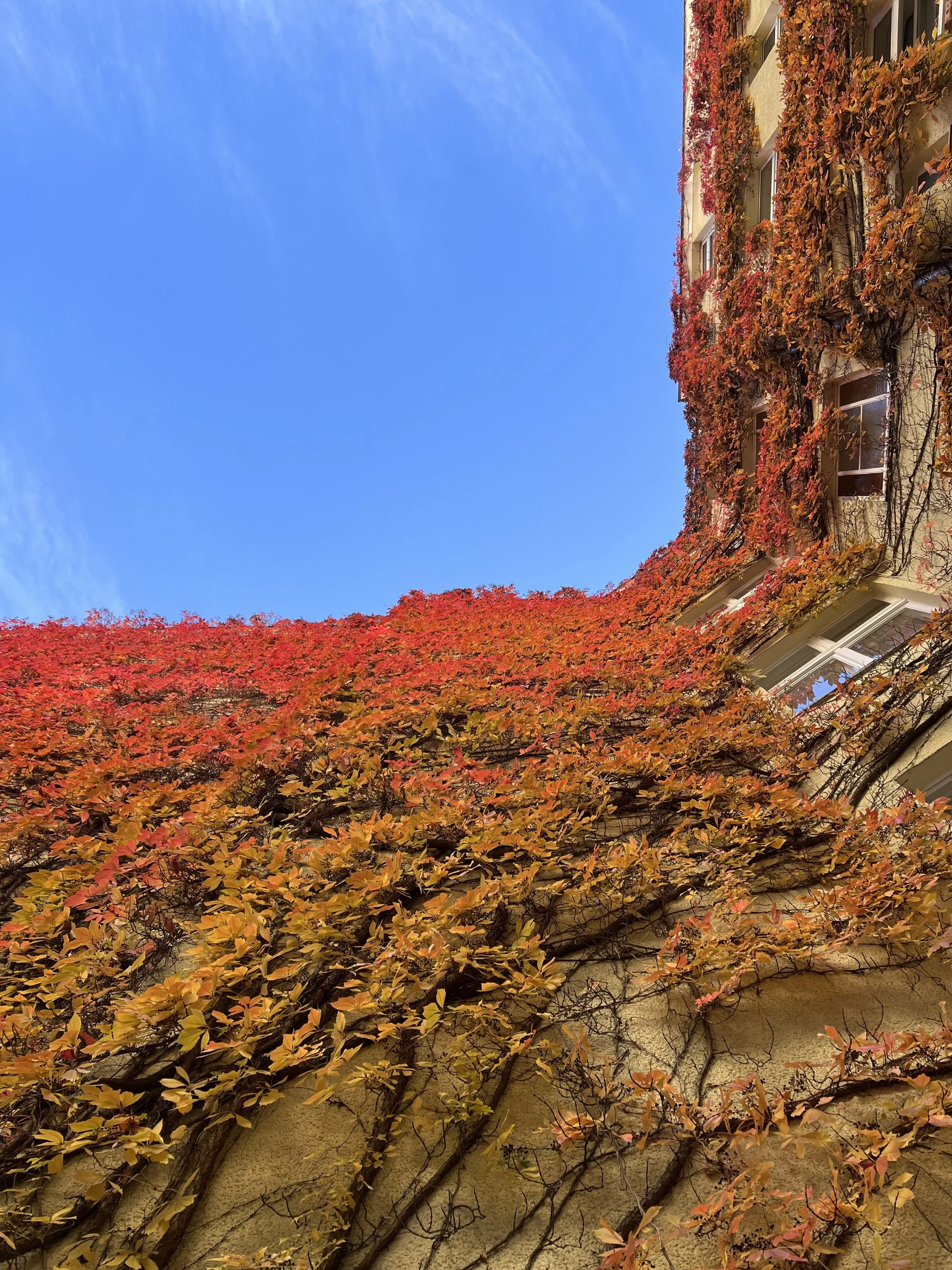 Building facade covered with autumn-colored ivy under a clear blue sky.