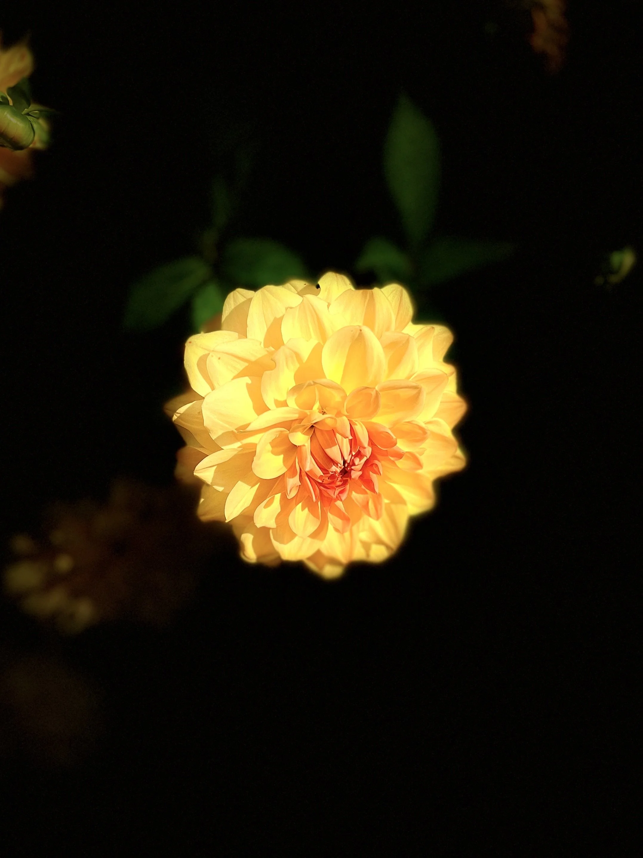 Close-up of a yellow dahlia flower against a dark background.