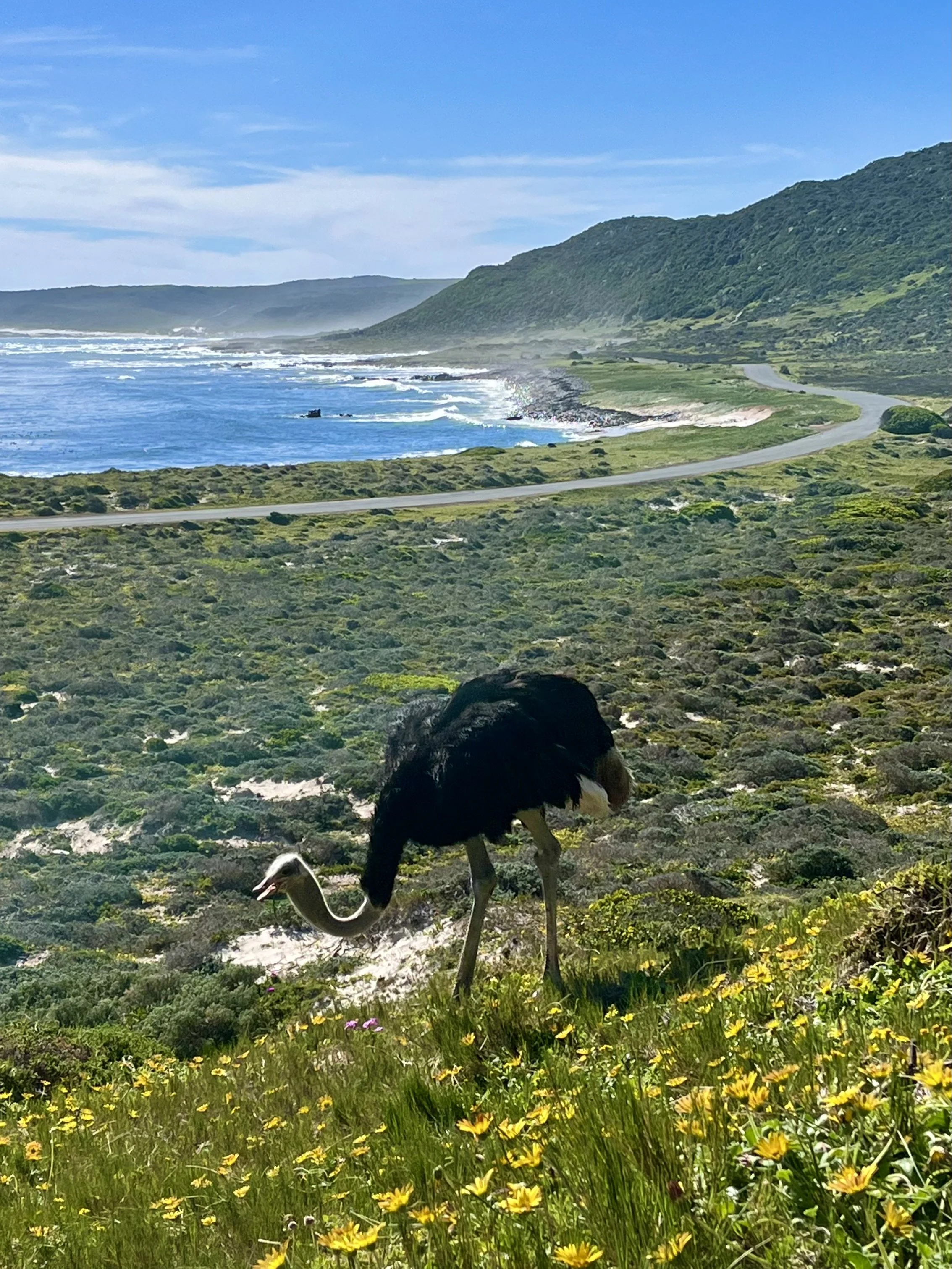 Ostrich grazing on a grassy hillside near a coastal road with ocean and mountains in the background.