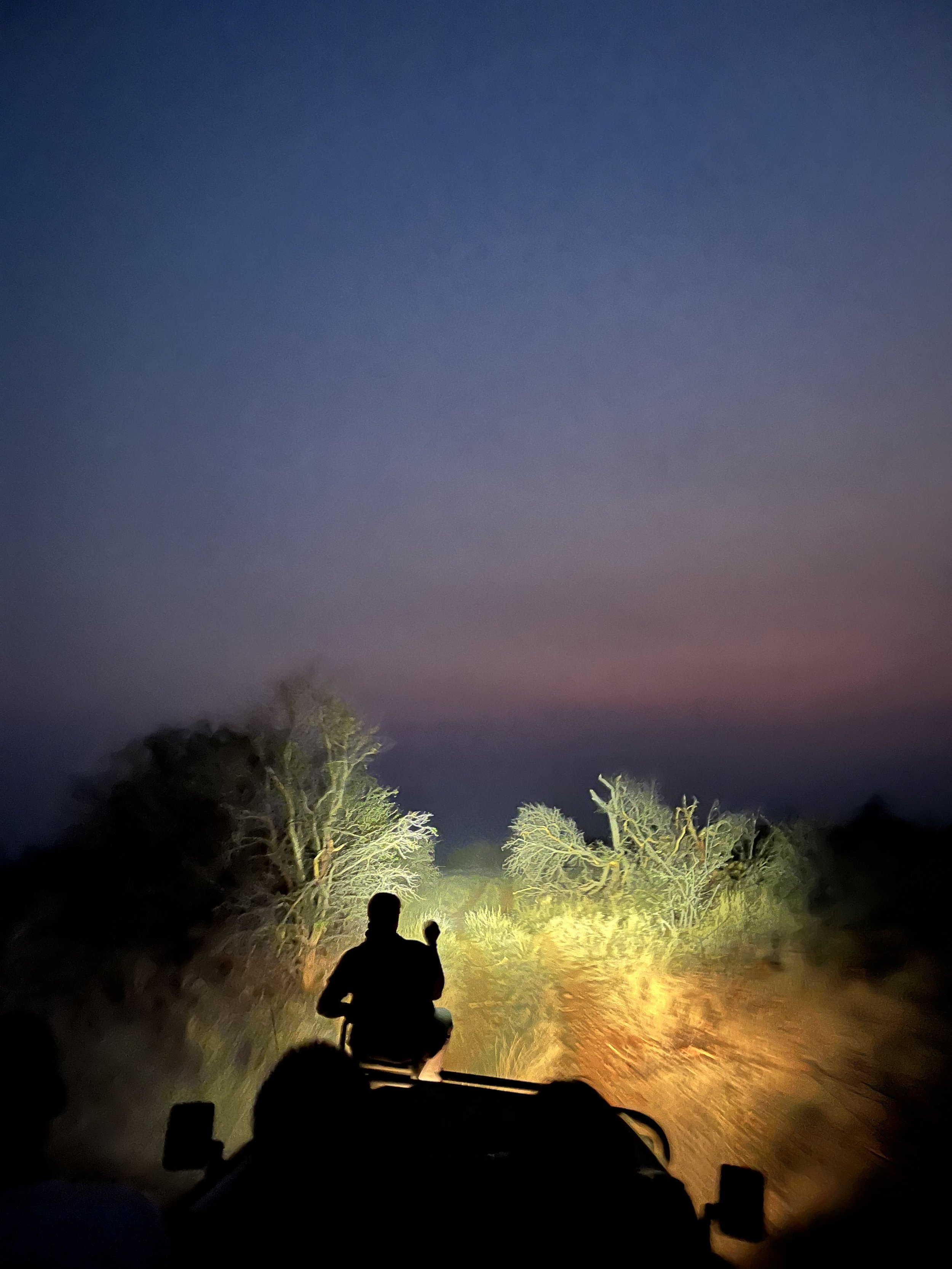 Silhouette of people in a jeep during a dusk safari, driving through a bushy landscape with headlights illuminating the path.