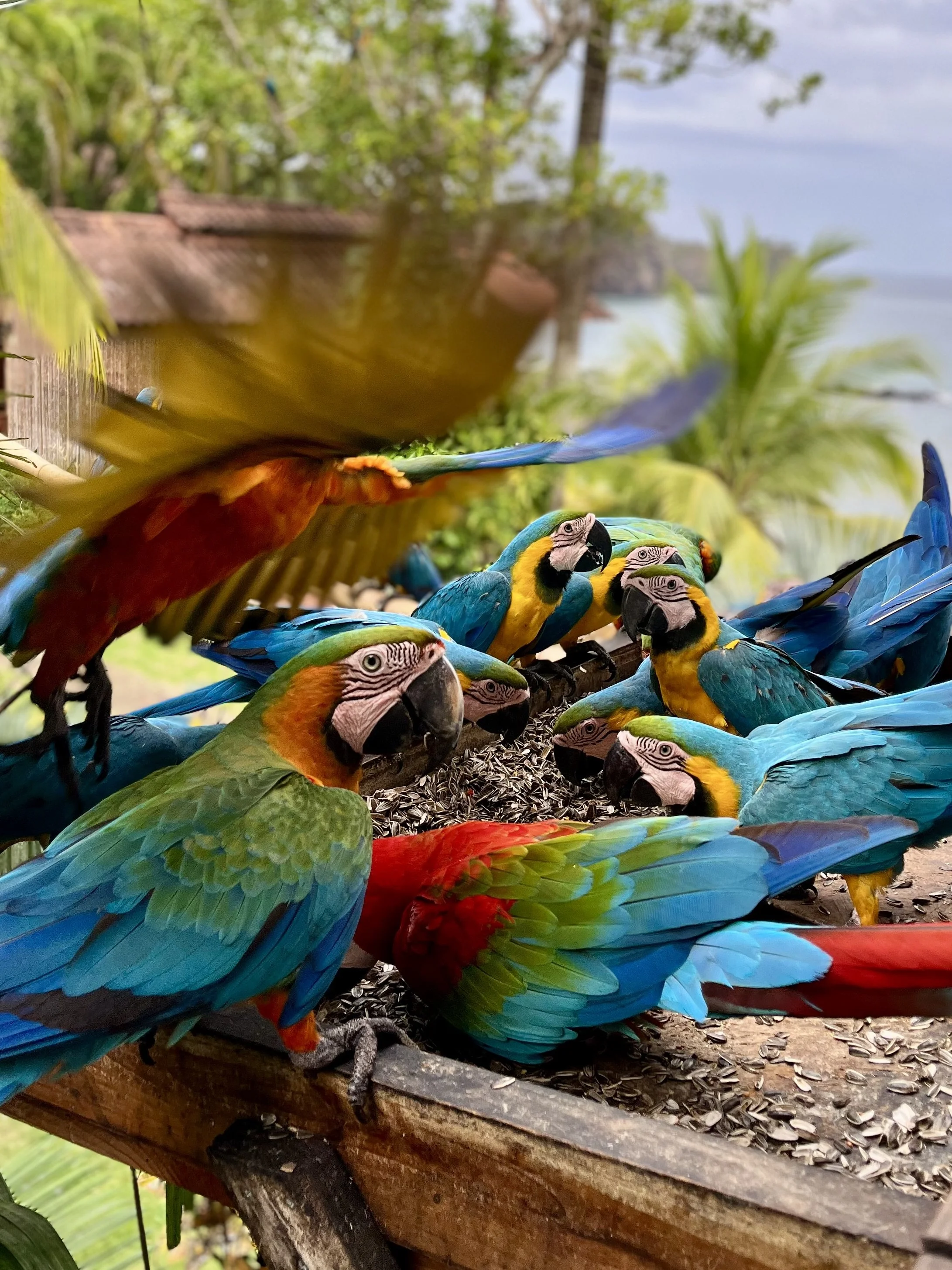 Colorful parrots, mainly blue and yellow macaws, gathered on a wooden feeder, surrounded by tropical foliage.