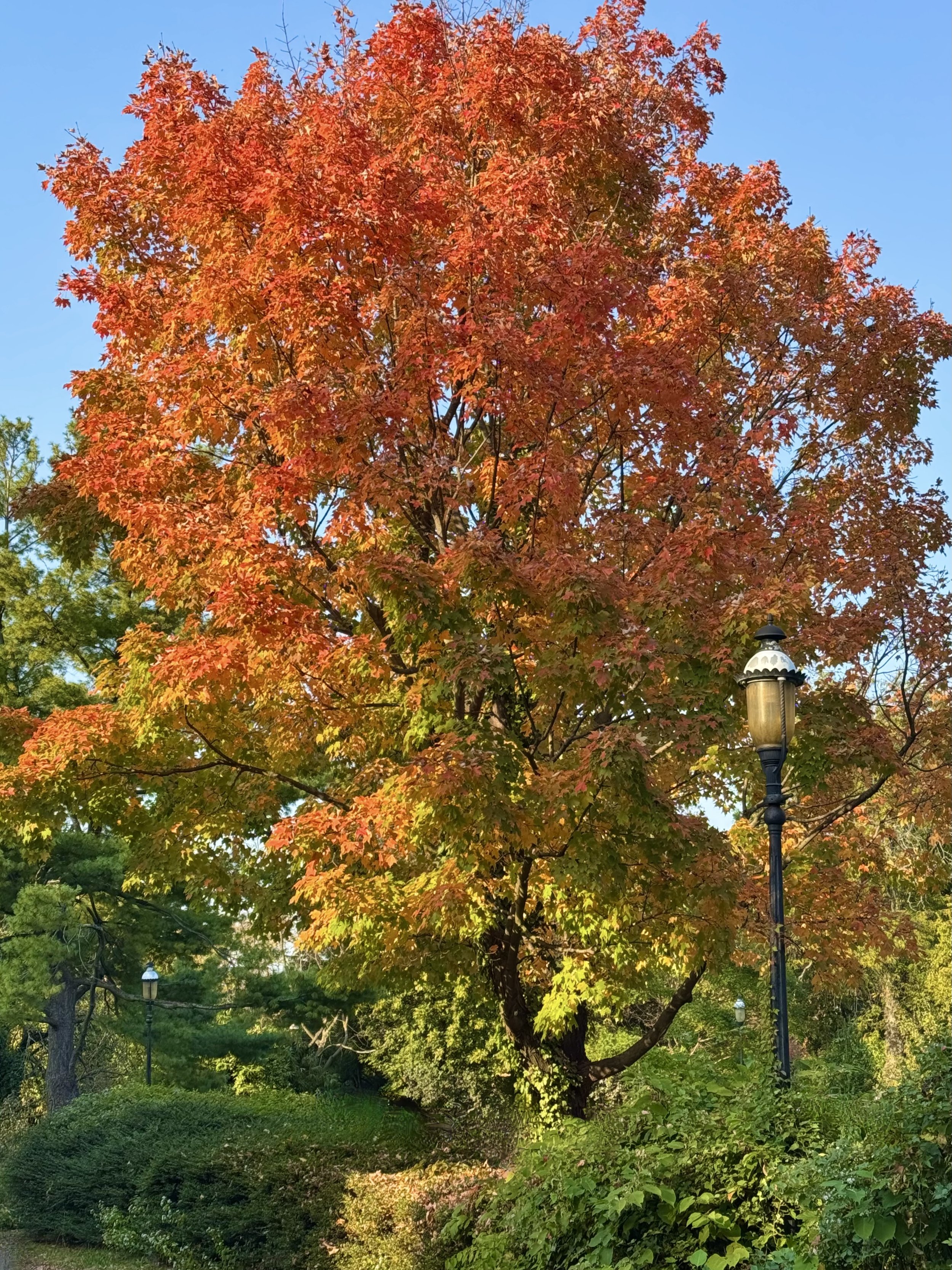 Large tree with orange and red autumn leaves next to a vintage-style street lamp, surrounded by green foliage.