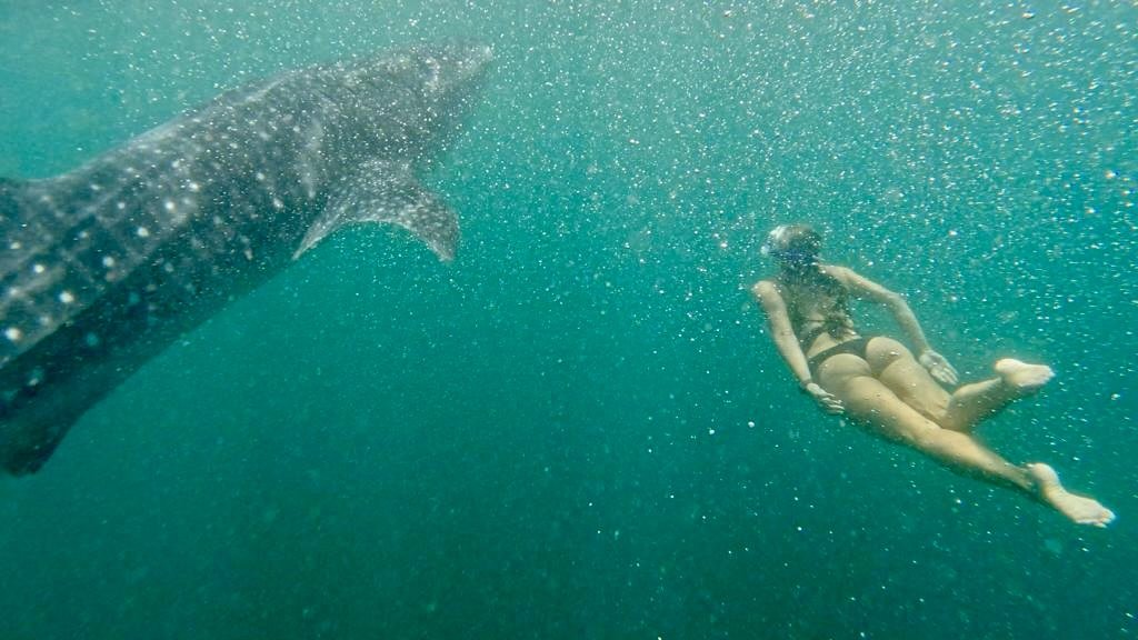 Person swimming underwater near a whale shark in a clear blue ocean.