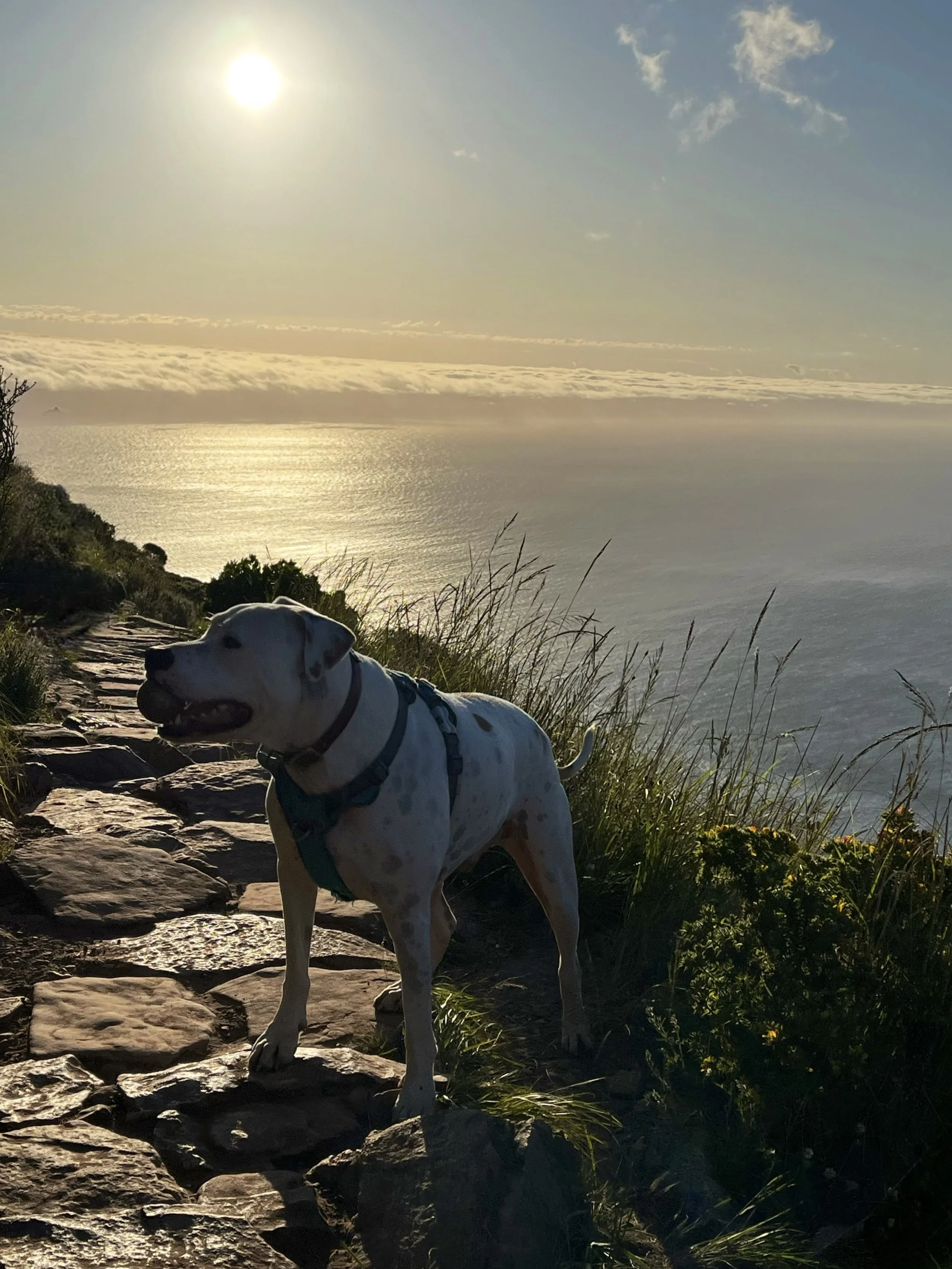 Dog standing on a rocky path overlooking the ocean during sunset.