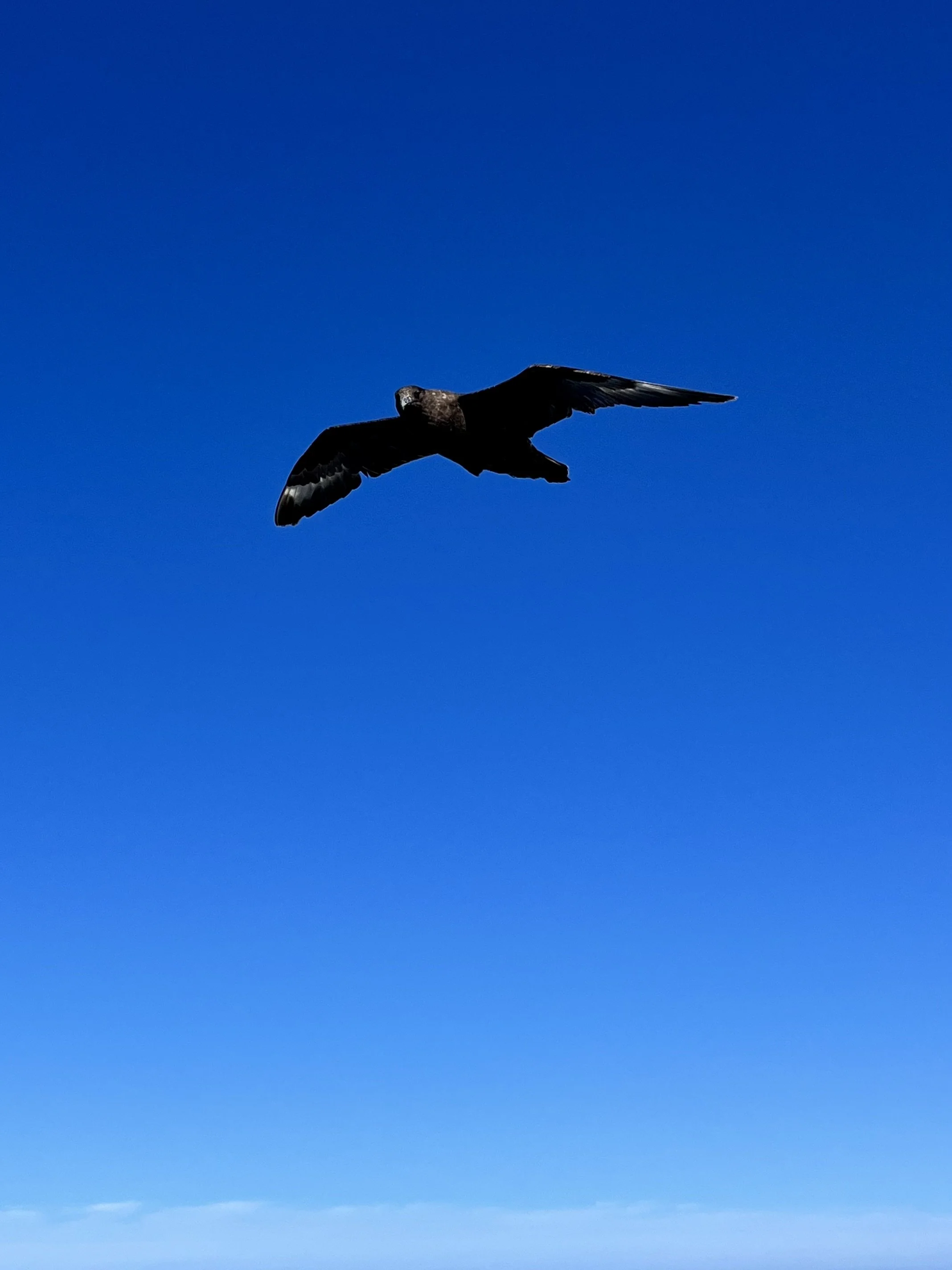 Silhouette of a bird flying against a clear blue sky.