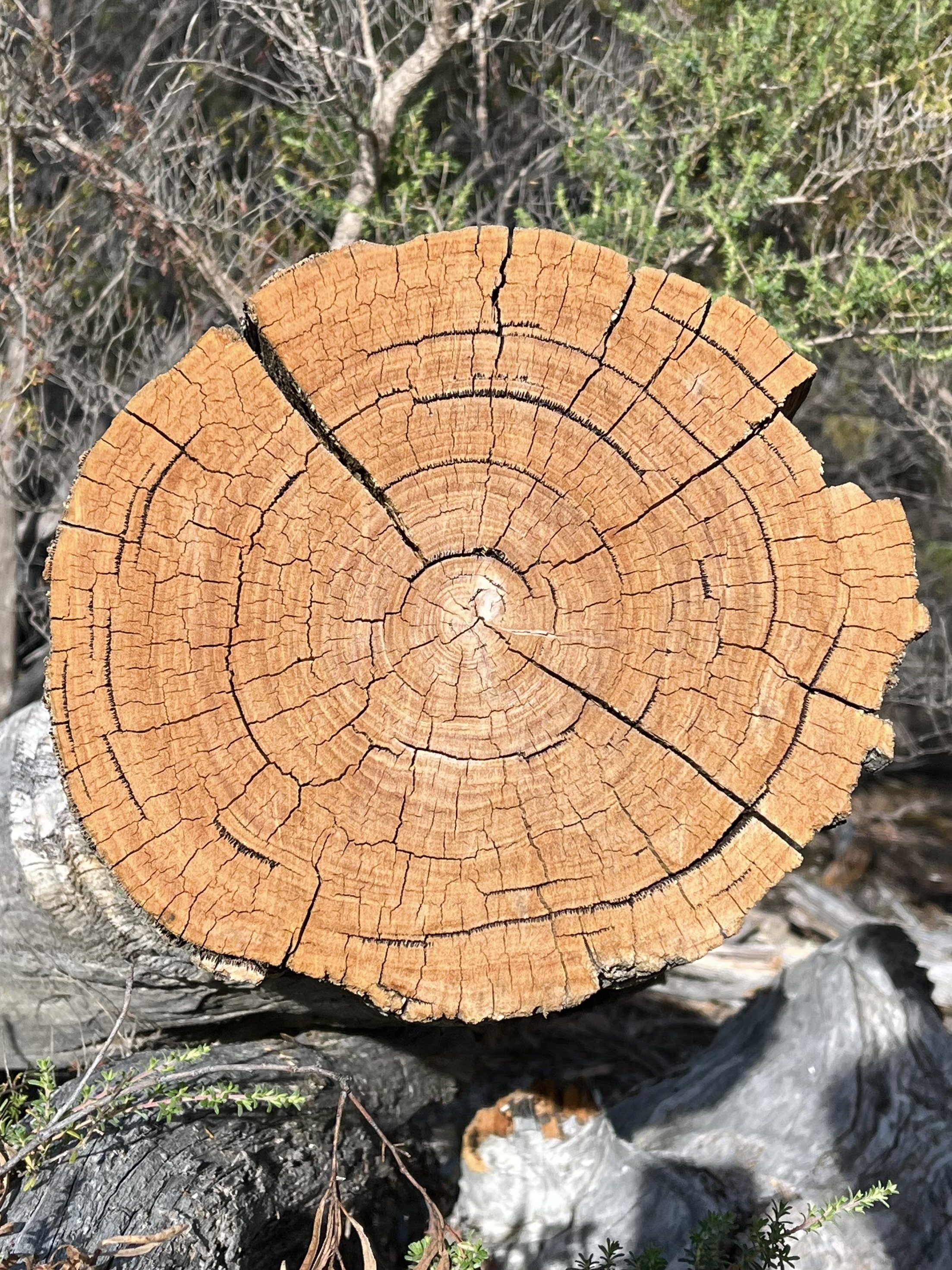 Cross section of a tree trunk with visible rings and cracks in a forest setting.