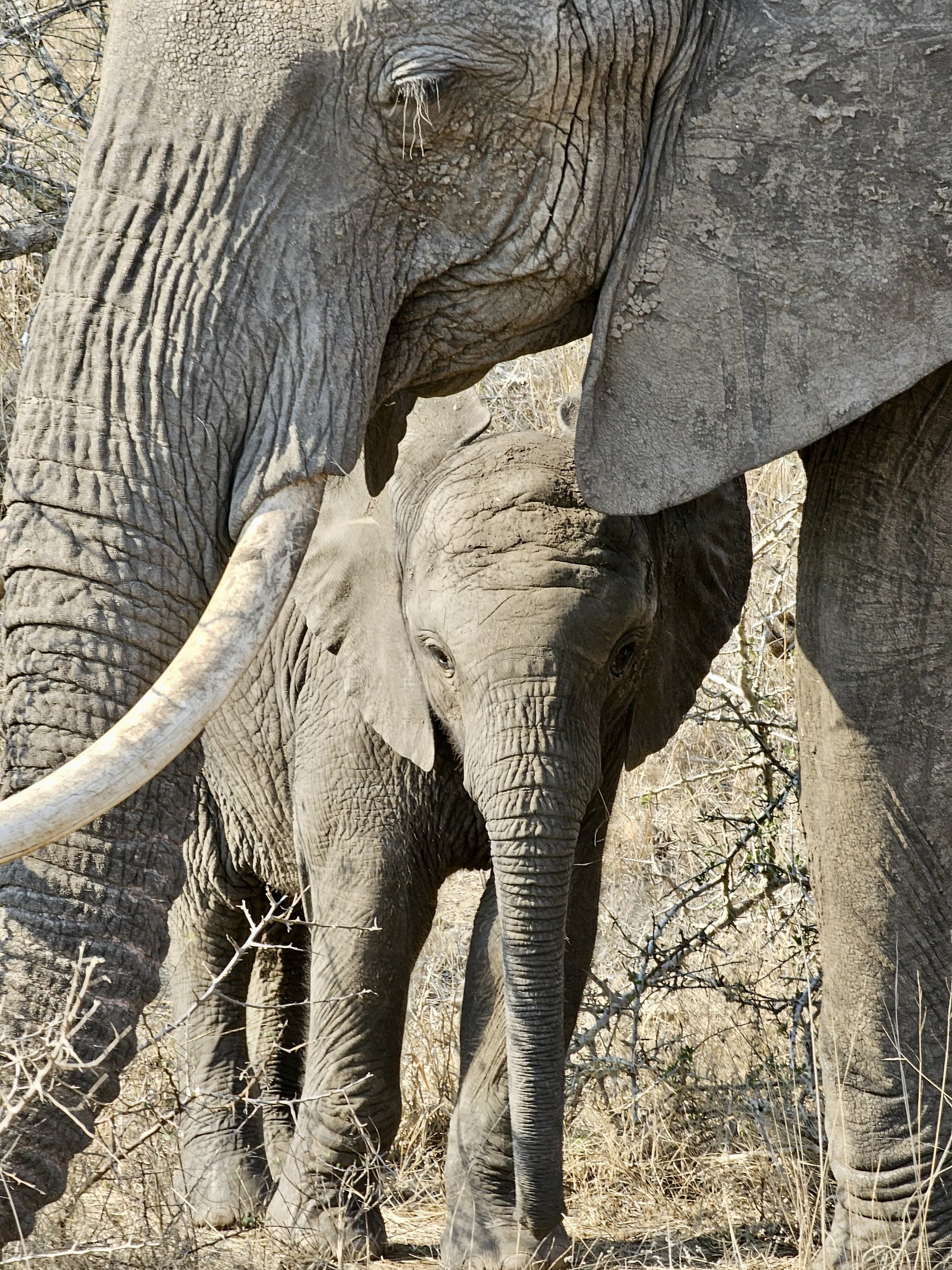 Close-up of an adult elephant with a baby elephant standing beneath it in a dry, grassy area.