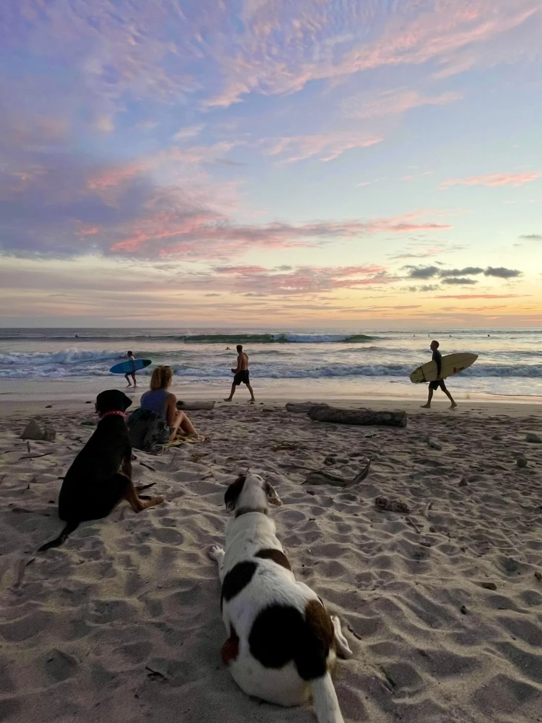 Beach scene at sunset with two dogs, a person sitting, and two surfers walking toward the ocean.