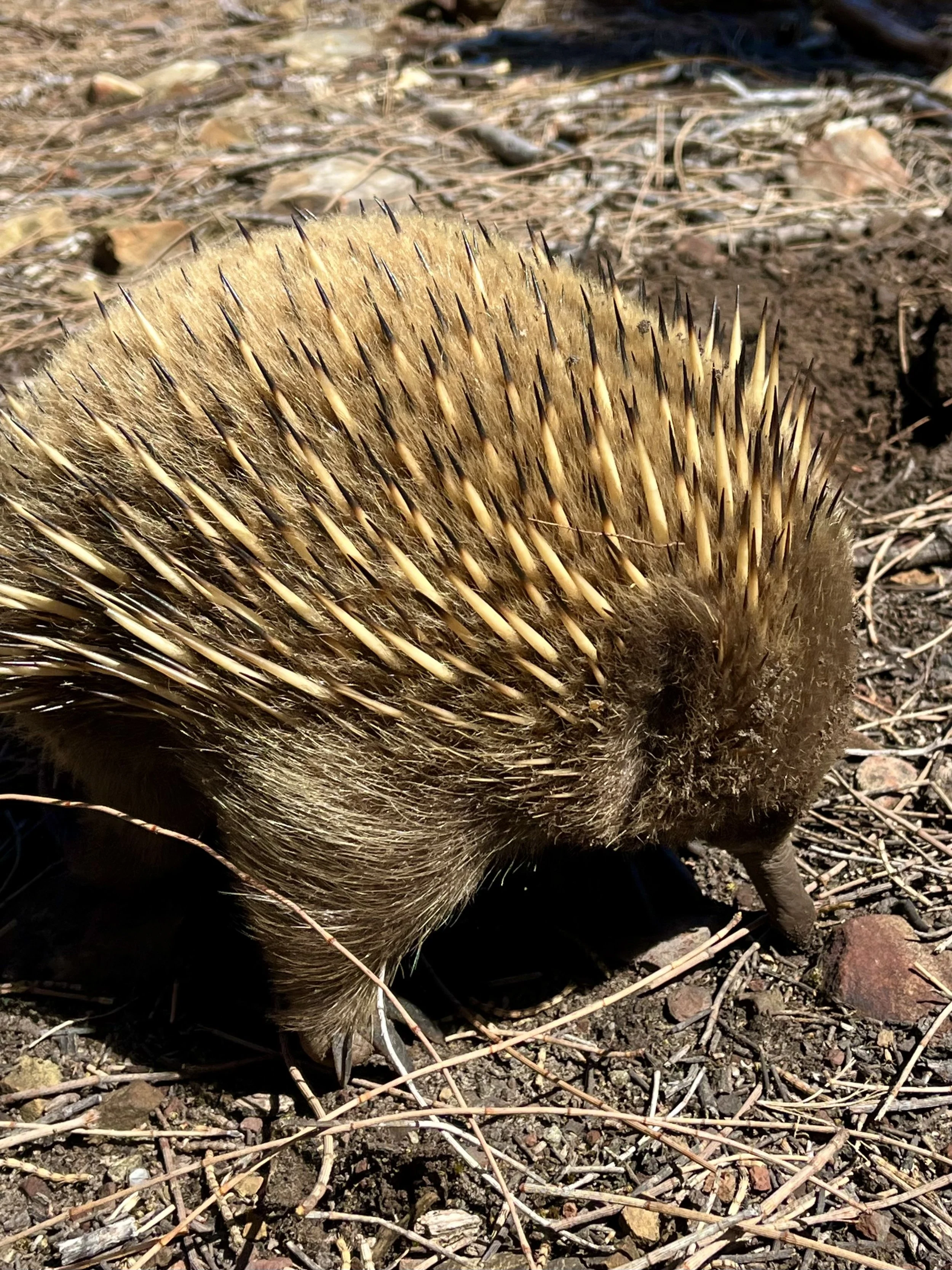 An echidna with spines on its back walking on the ground.