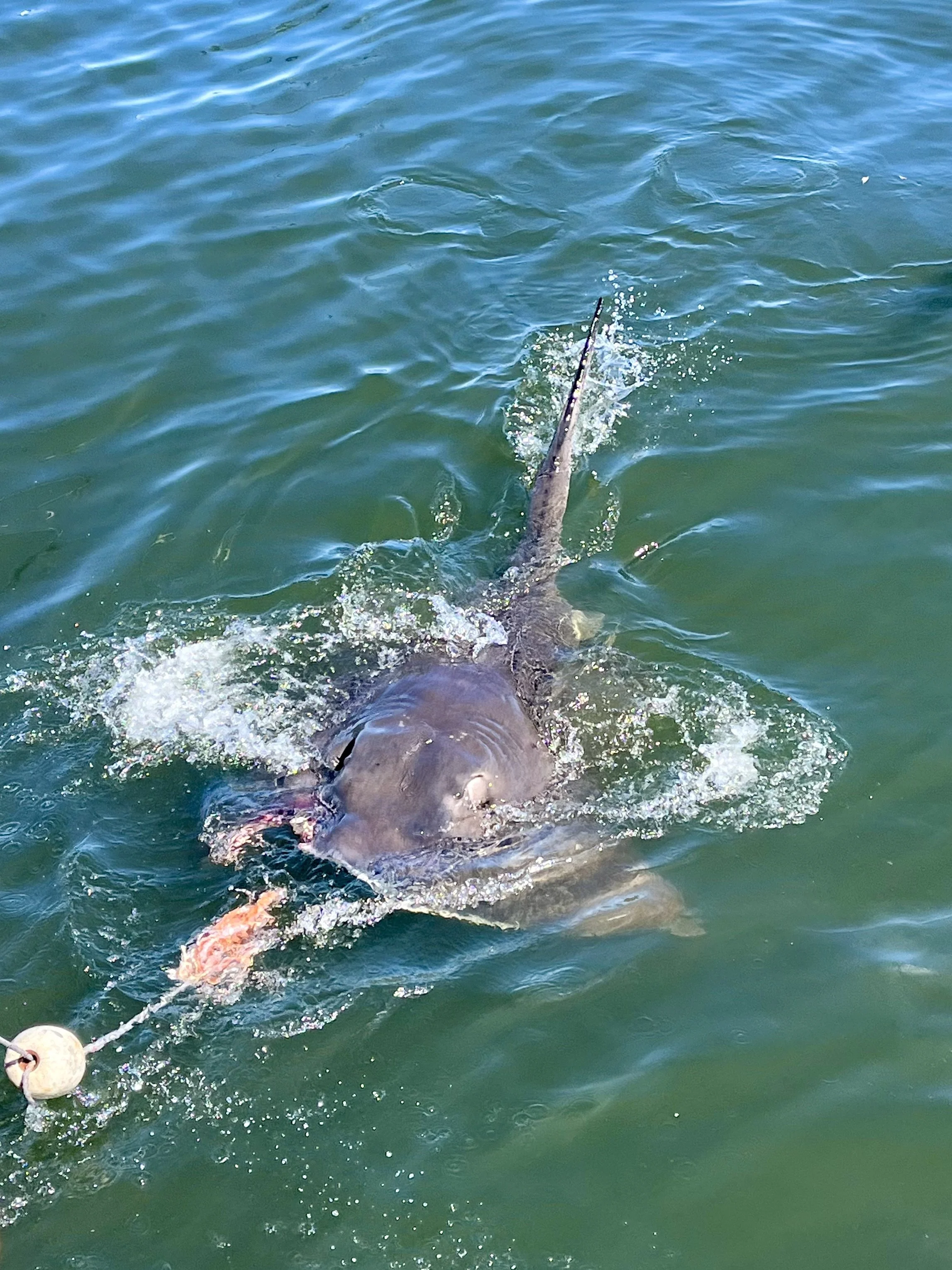 Large shark swimming near the water's surface, attached to a buoy and bait.