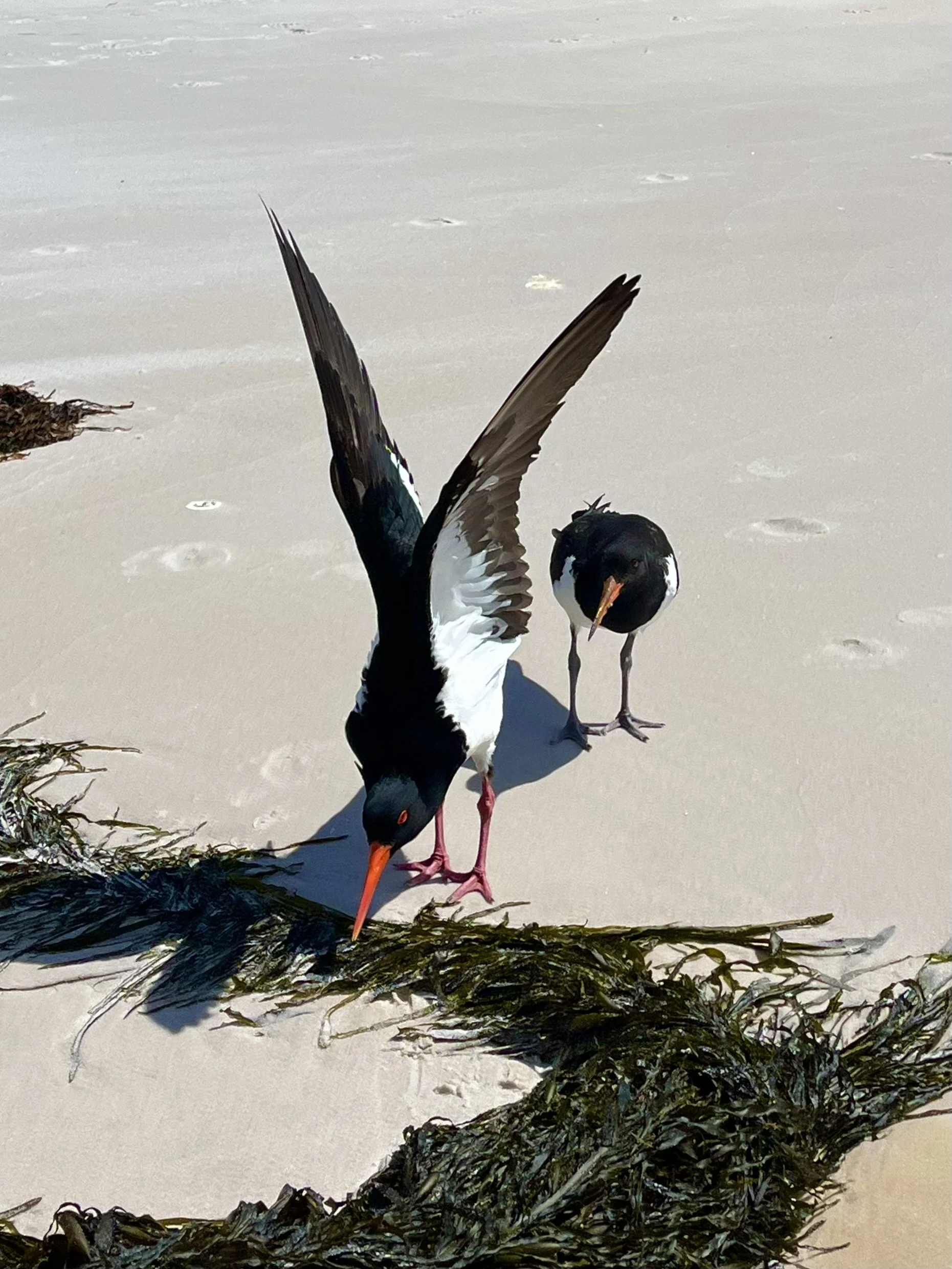Two oystercatchers on a sandy beach near seaweed, one with wings raised.