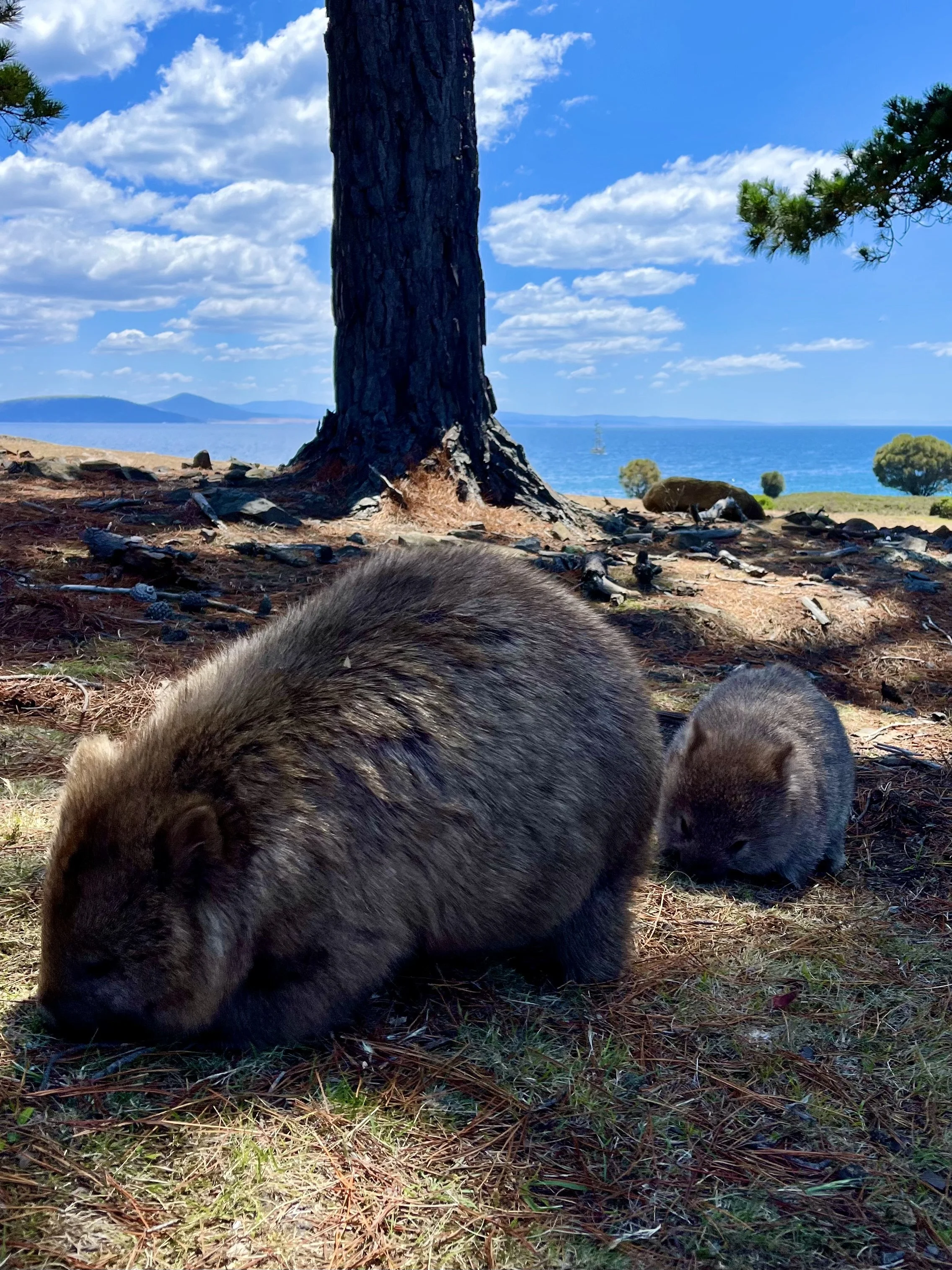 Wombats grazing on grass under a tree near a coastal landscape with ocean and mountains in the background.