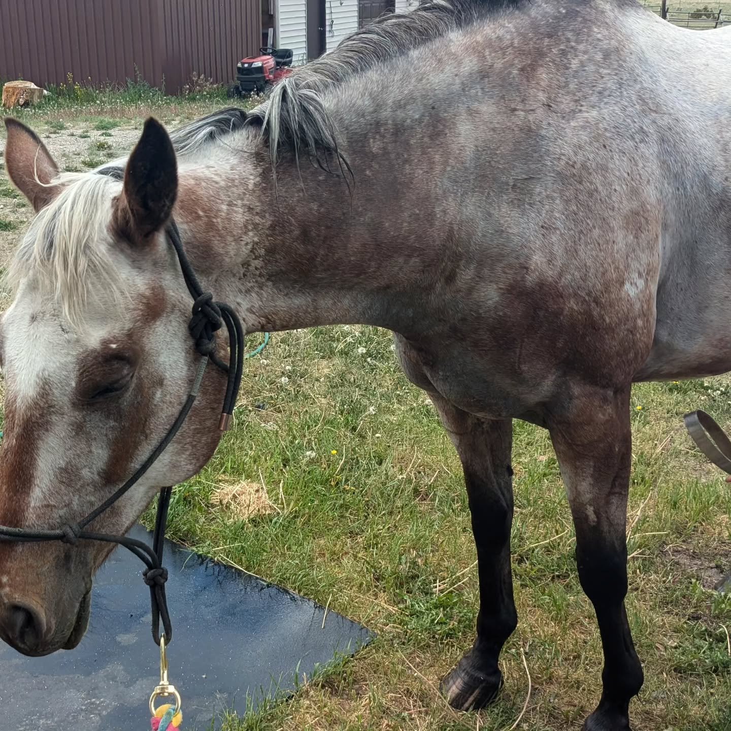 What a great day working horses and having fun on the ranch. Can we say sleeping ponies!? 😴🐴 After bath time lol 😆 

#strawberryroanranch #bathtimefun #dressagelife #eventerlife #ranchcats