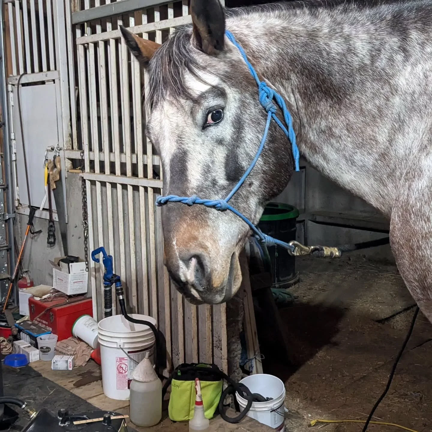 Is dinner ready yet!? 😂

🥕🥕🥕🥗

Rebel is not impressed that he received some therapy right before dinner and bedtime. 

#grumpyappy #strawberryroanranch #foodie #dinnertime