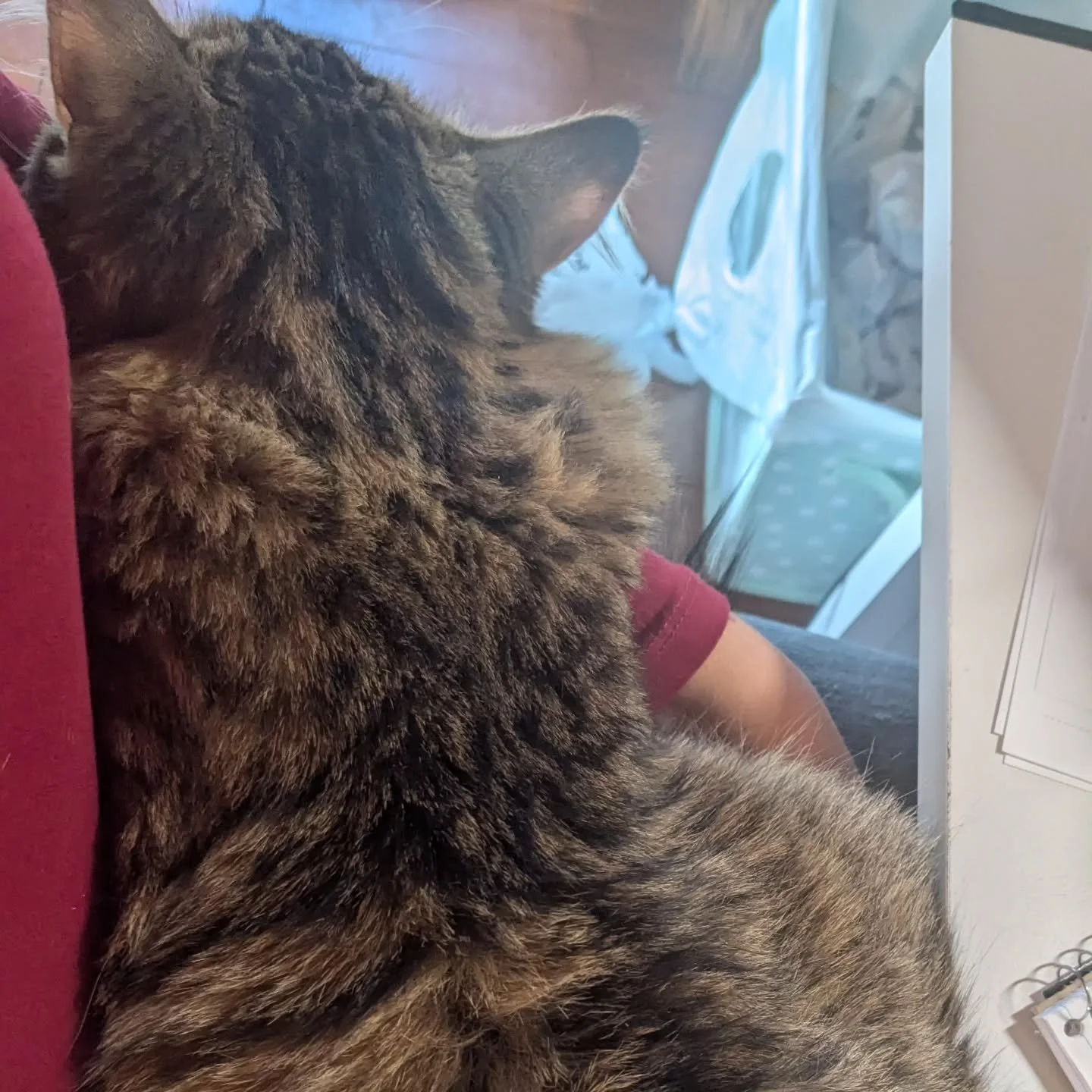 Cat life on the ranch, looks difficult 😂 whether you are doing desk work, a workout or barn chores, there is always a cat to keep me company ❤️

#strawberryroanranch #catlife
#roughlife