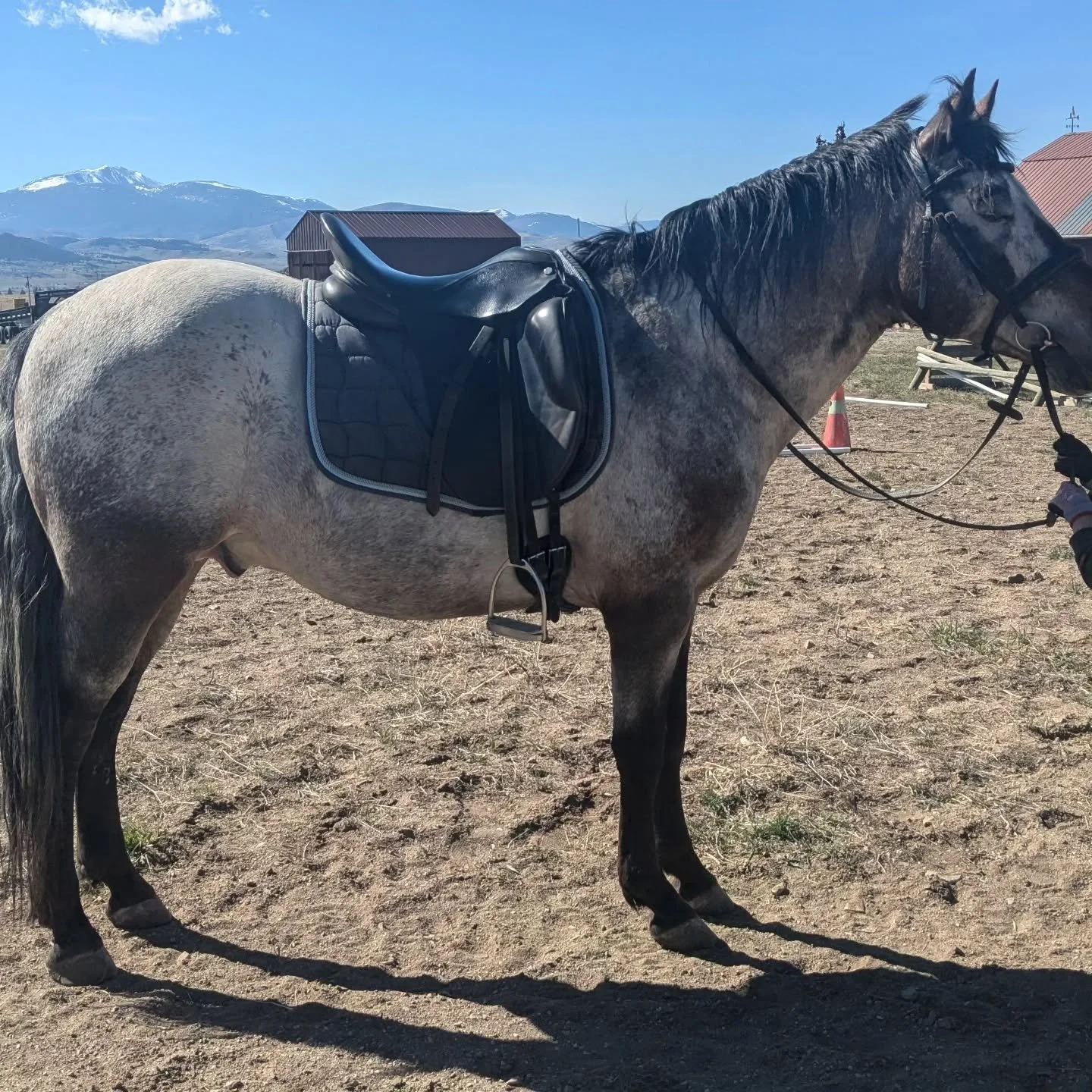 Rebel and I have been working on stopping square, which is not always easy on uneven ground but today we accomplished our personal best on an almost square halt! 

And yes, in case you are wondering, I loosened the girth and called it a day. 😍 

Who