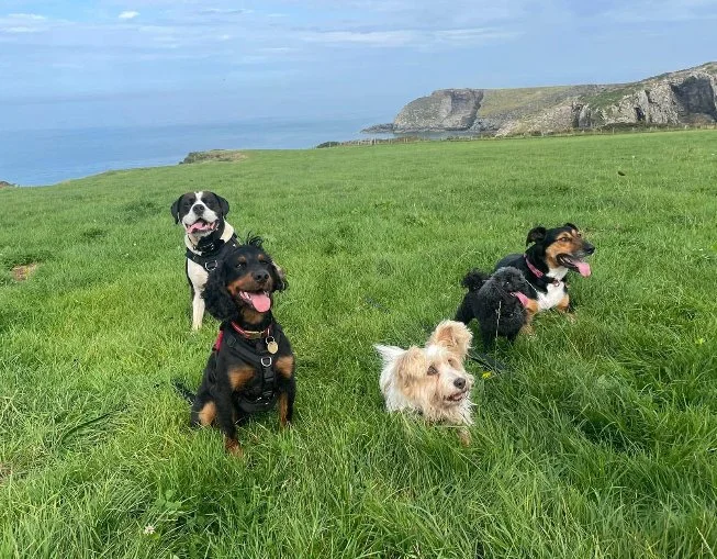 A group of five dogs, all different breeds, sitting on a grassy cliff top posing with a bright blue sky behind them
