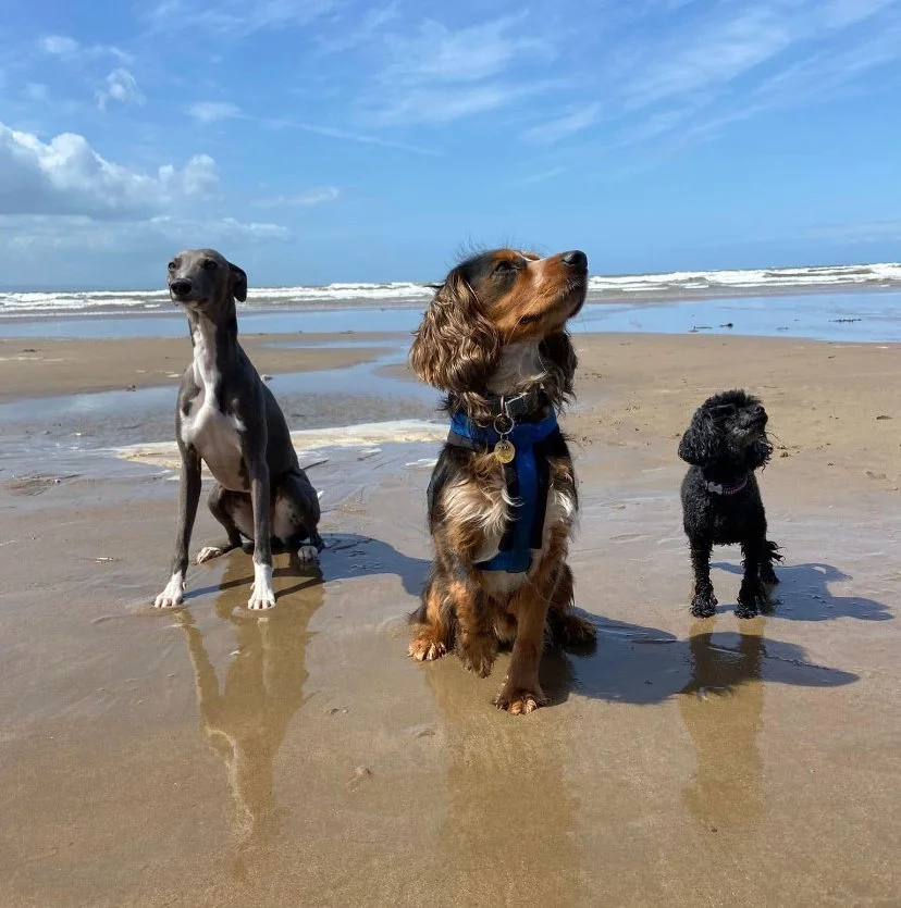 Three dogs (whippet, spaniel and toy poodle) sitting on a Sandy beach with a bright blue sky behind then