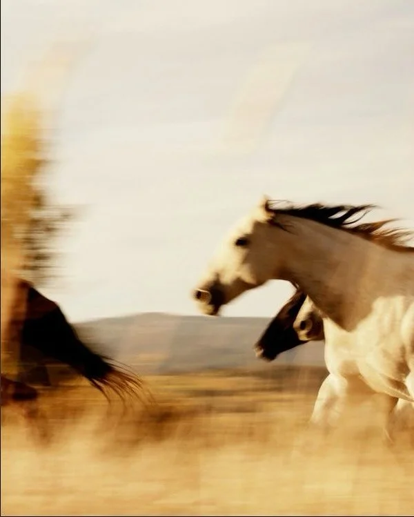 Wild horses