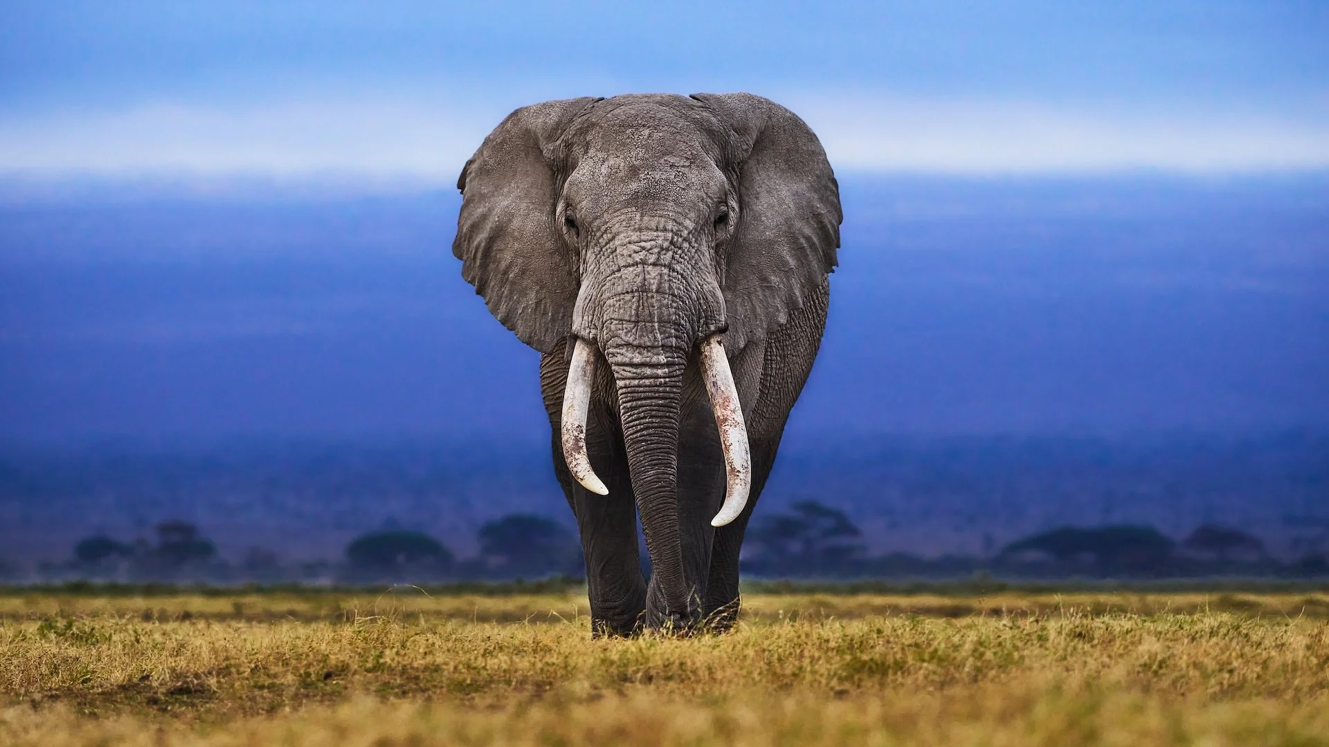 Planting Peace: How One Organization Is Rescuing Elephants and Restoring Their Lives