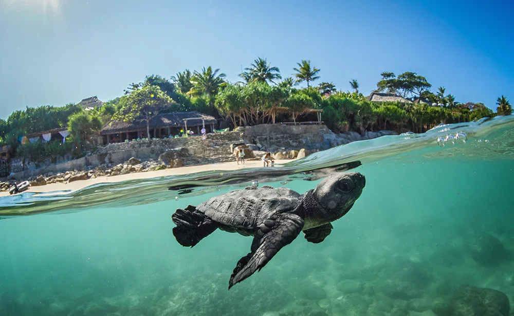 AlexandreRibeiro_DSC_7795_1000x@3x.webp