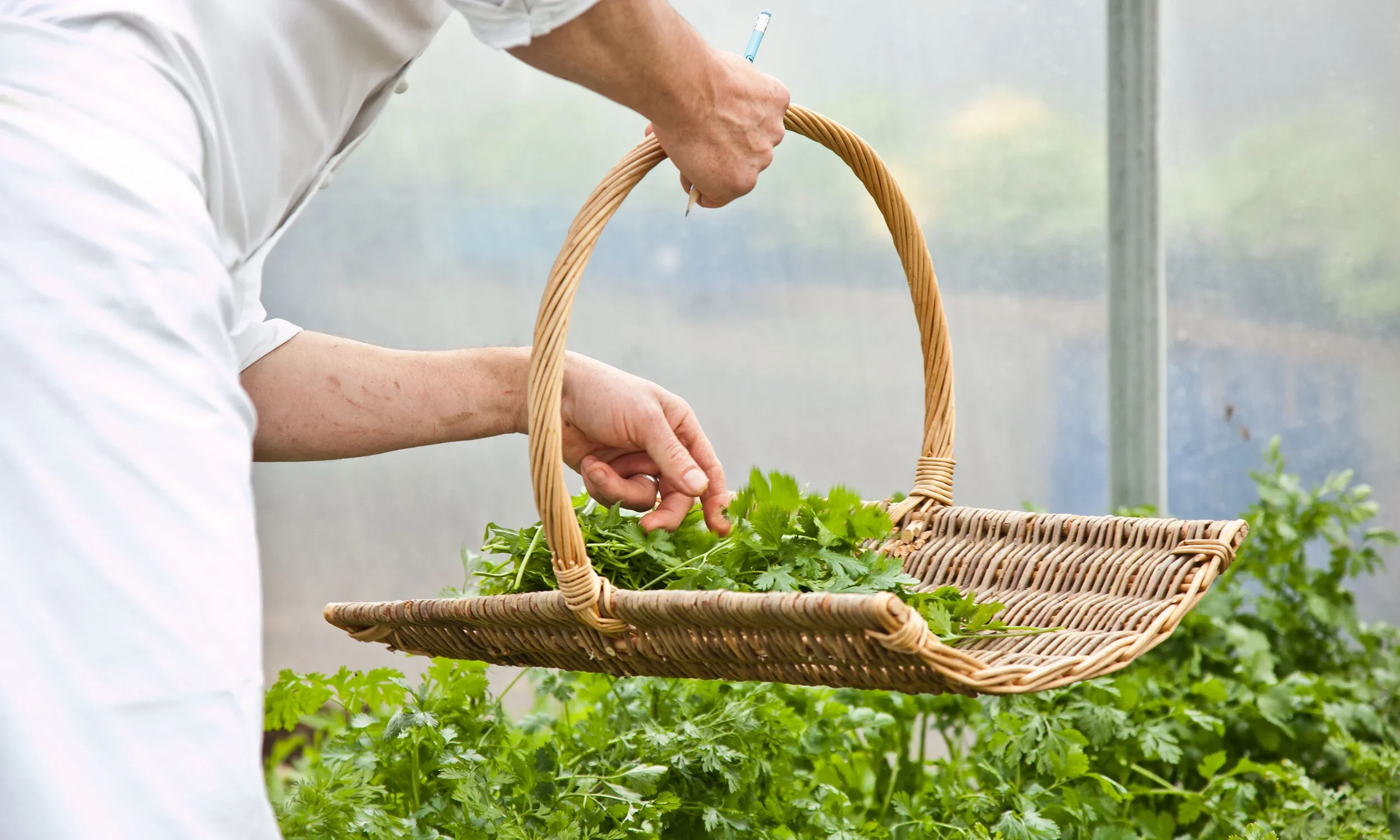Thyme-19.webp