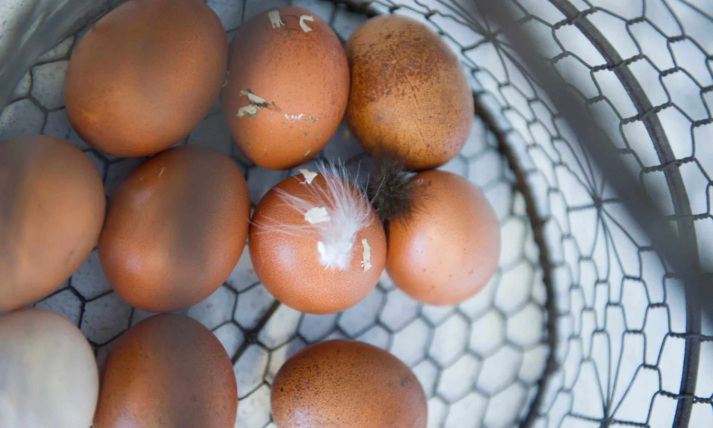 Eggs4.webp