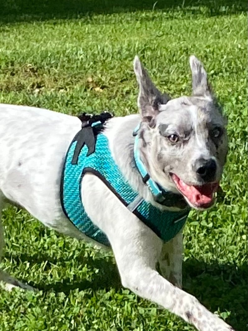gray dog running.jpg