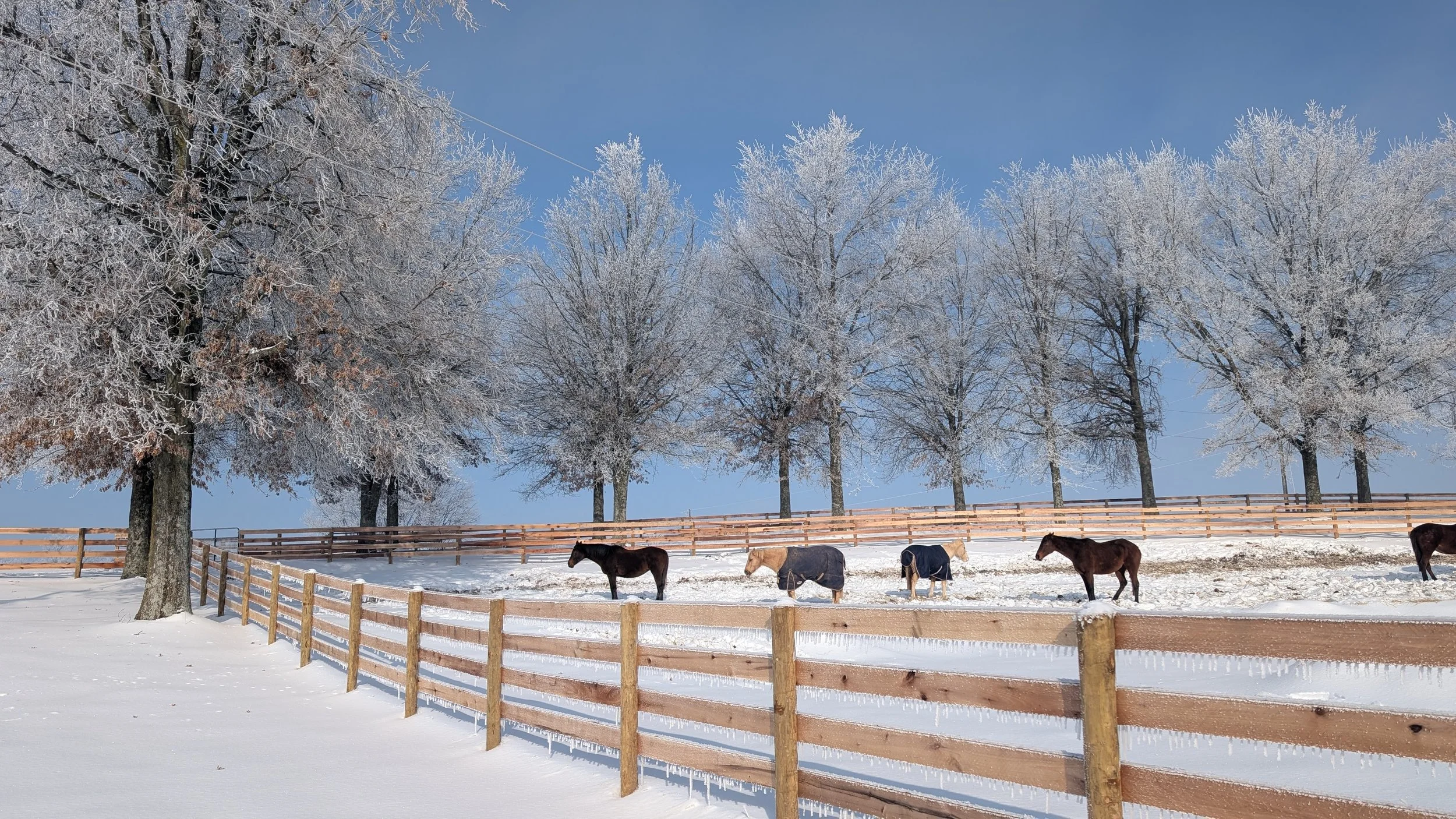Winter Storm Prep for Horses: Practical Lessons From the Farm