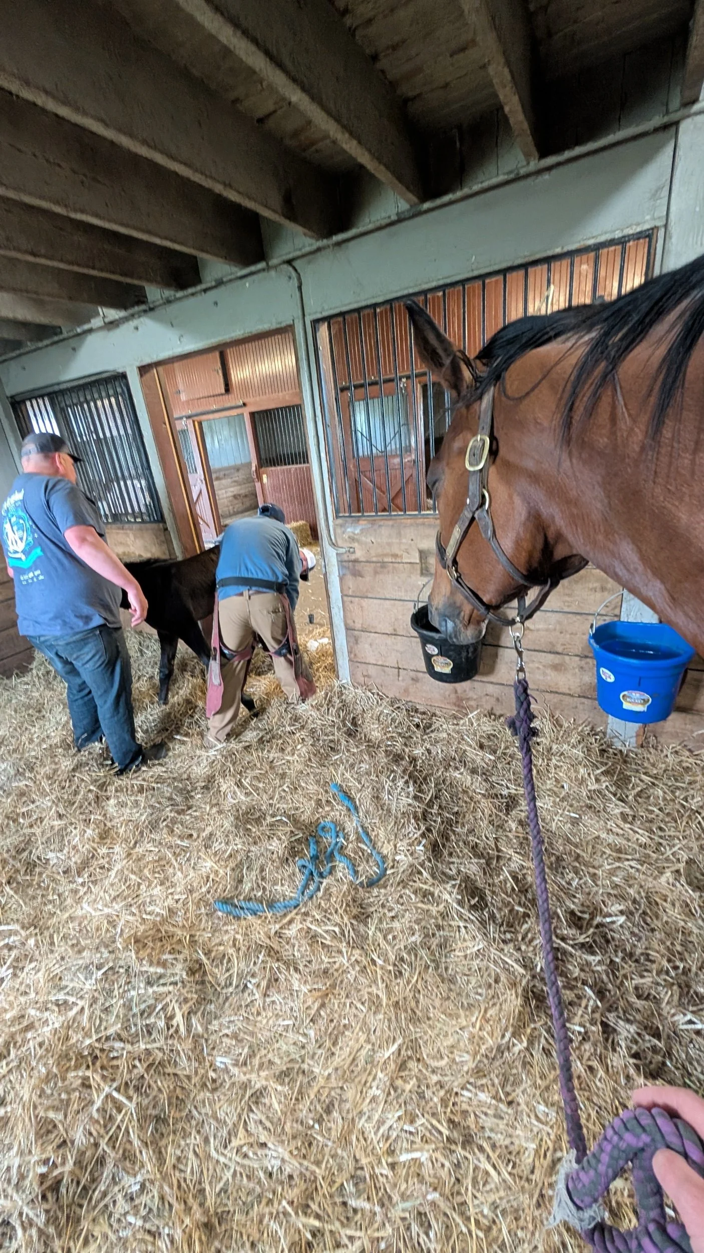Dyana's Filly Update: Extensor Tendons, Tiny Turnout, and Tiny Shoes