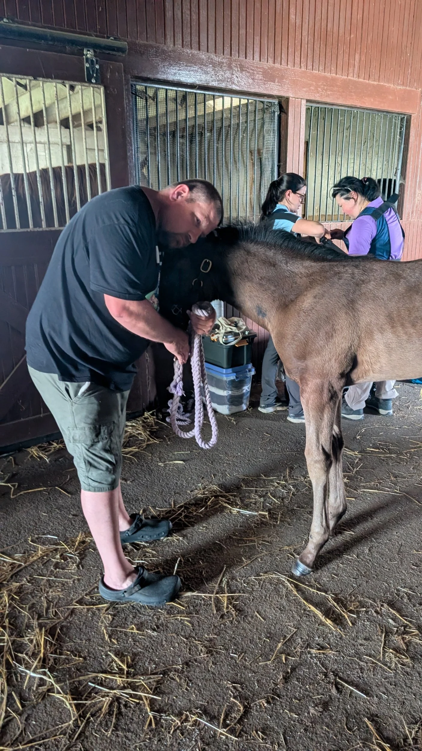 Leg Injury for Mia: Swelling on Left Hind Cannon Bone