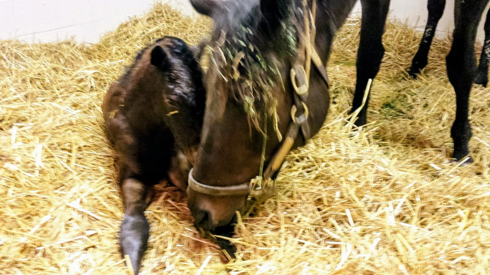 How the Class of 2025 Is Connected to the 2025 Claiming Horse of the Year, Surprsinglyperfect