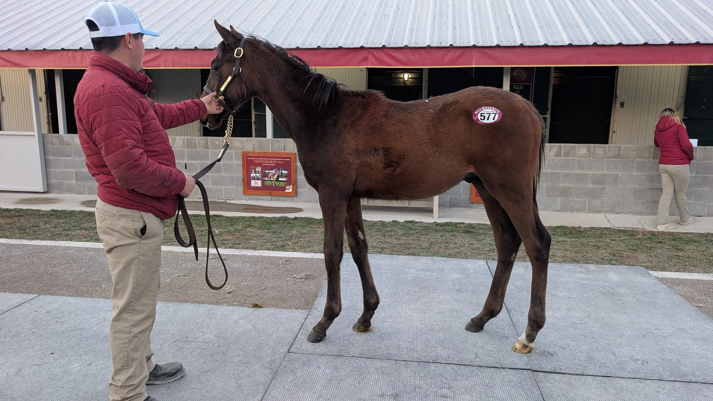 From No Bid to Foal to Forever: Welcoming a New Colt to the Farm