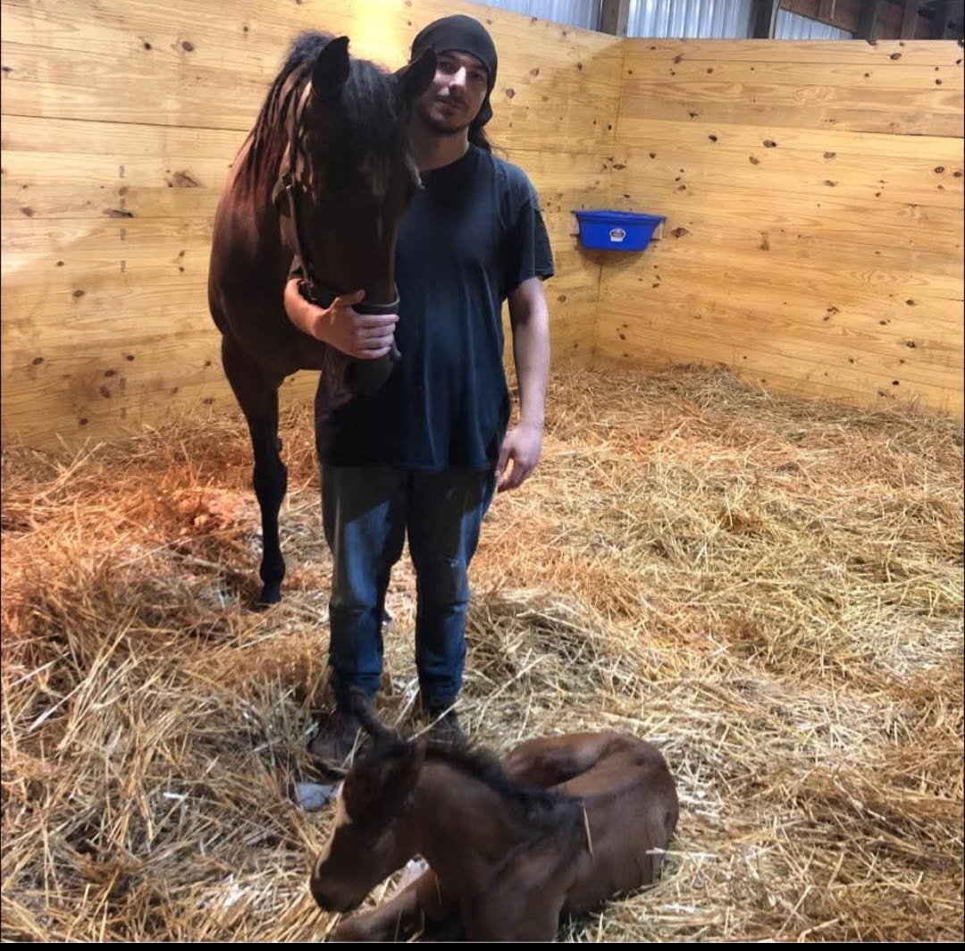 Foal photos from breeder