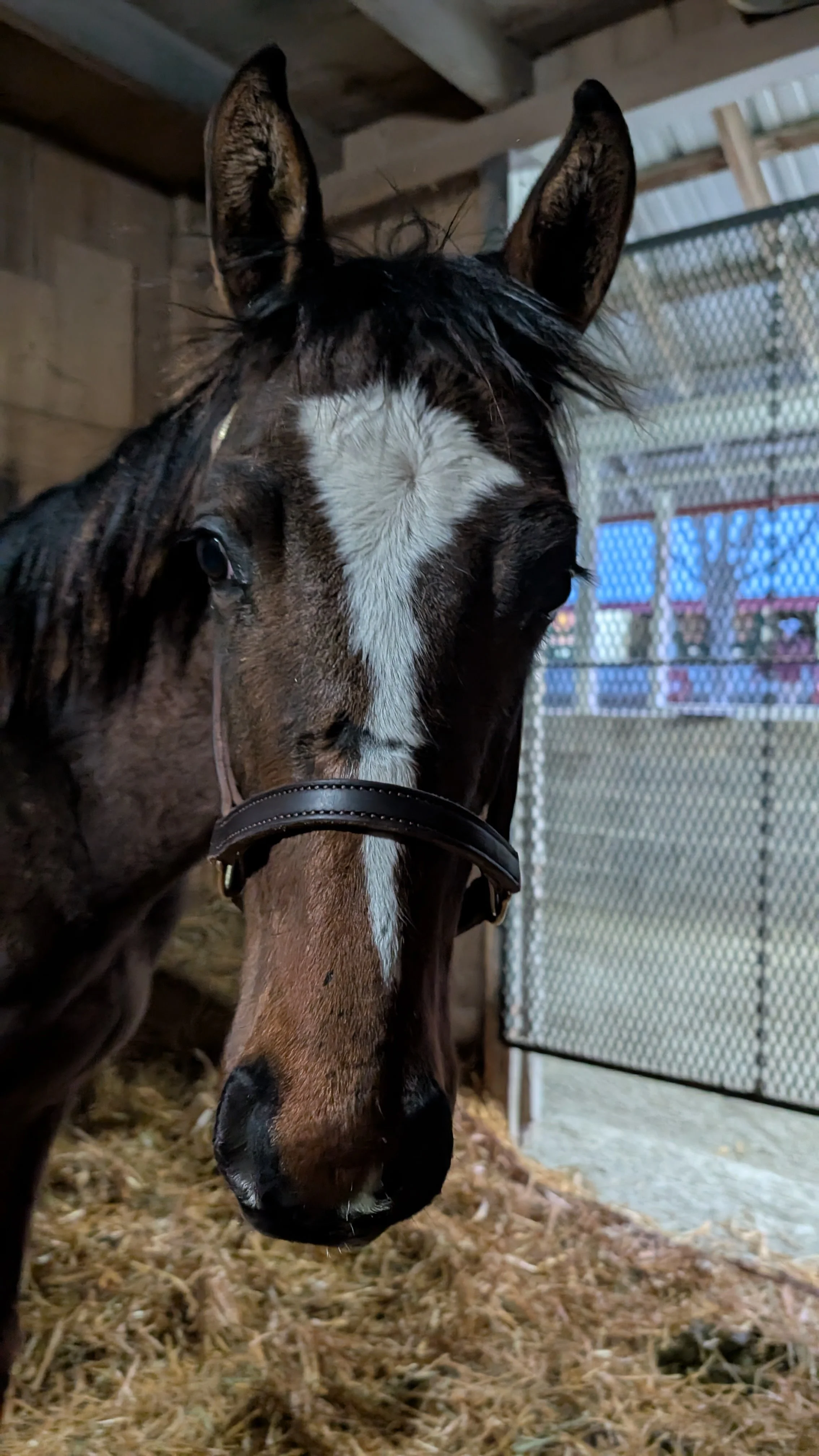 First headshot after we bought him