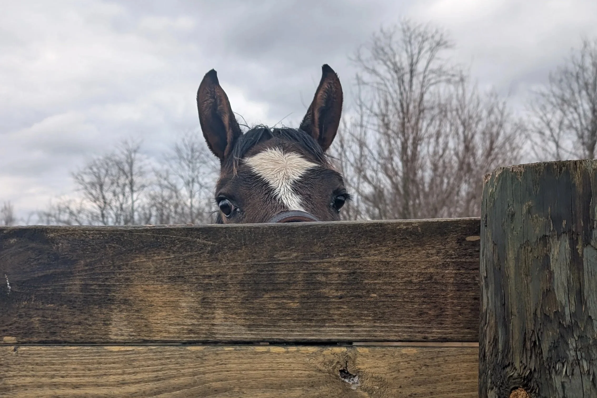 Help Name Our Newest Foal to Forever Class of 2025 Colt