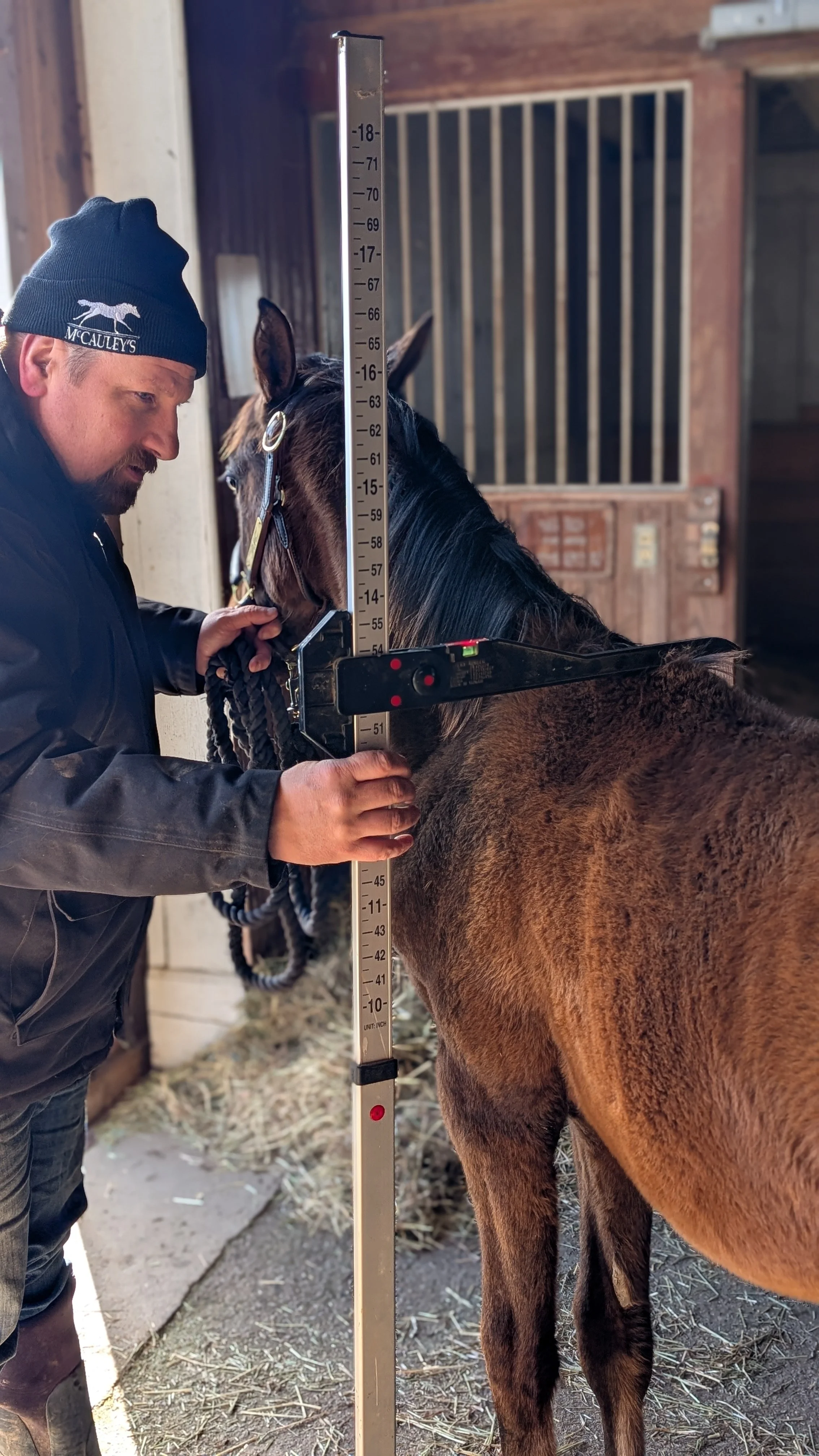 First Vet Visit, First Measurements: How Our New Colt Is Settling In