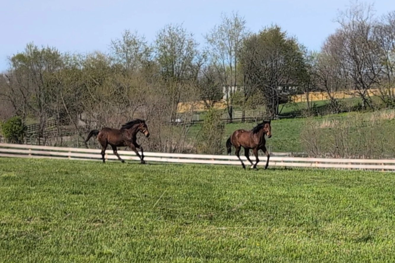 Paycasso and Caesar Headed to Their First Training Barn