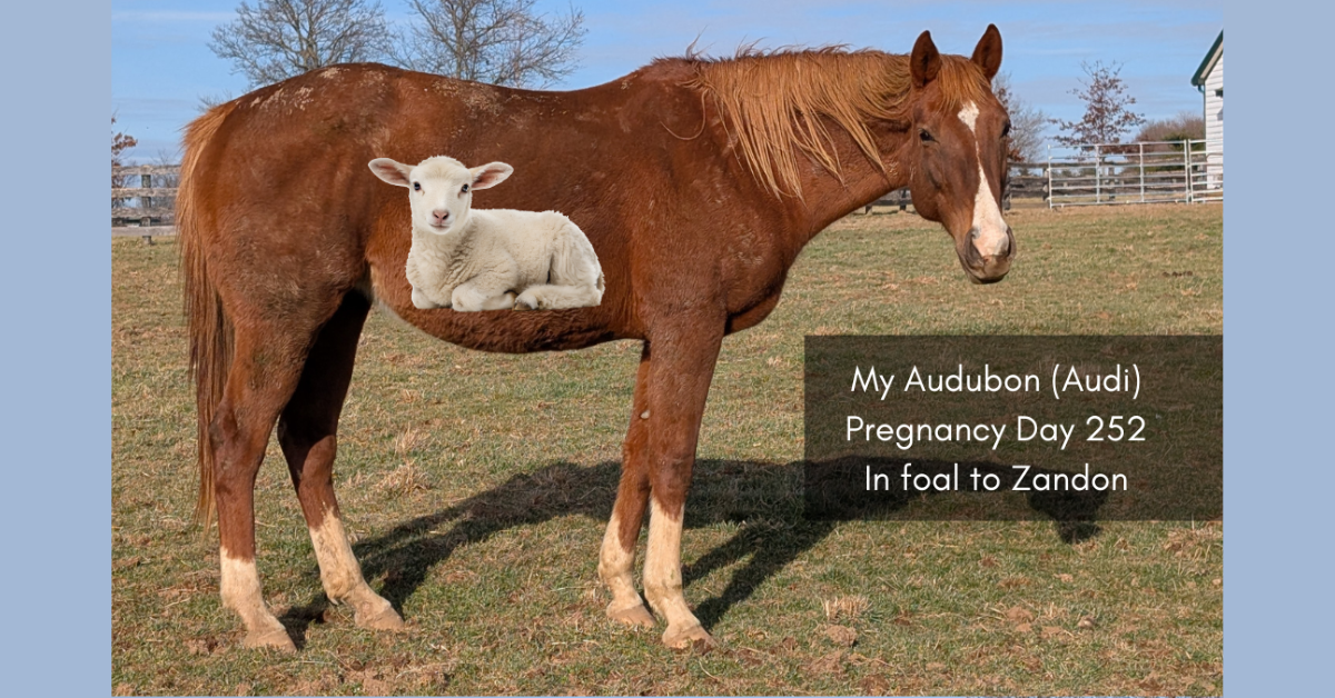 Pregnancy Update: Lamb-Sized, Growing Fast, and Right on Track