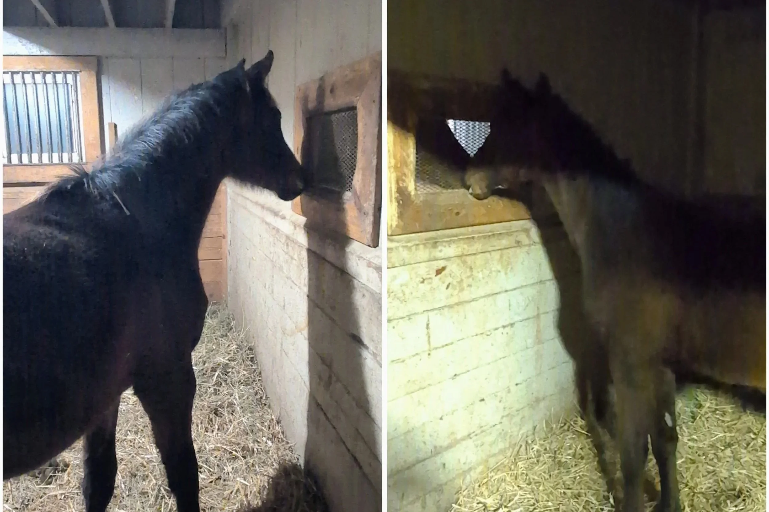 First Introductions: A Nose-to-Nose Moment