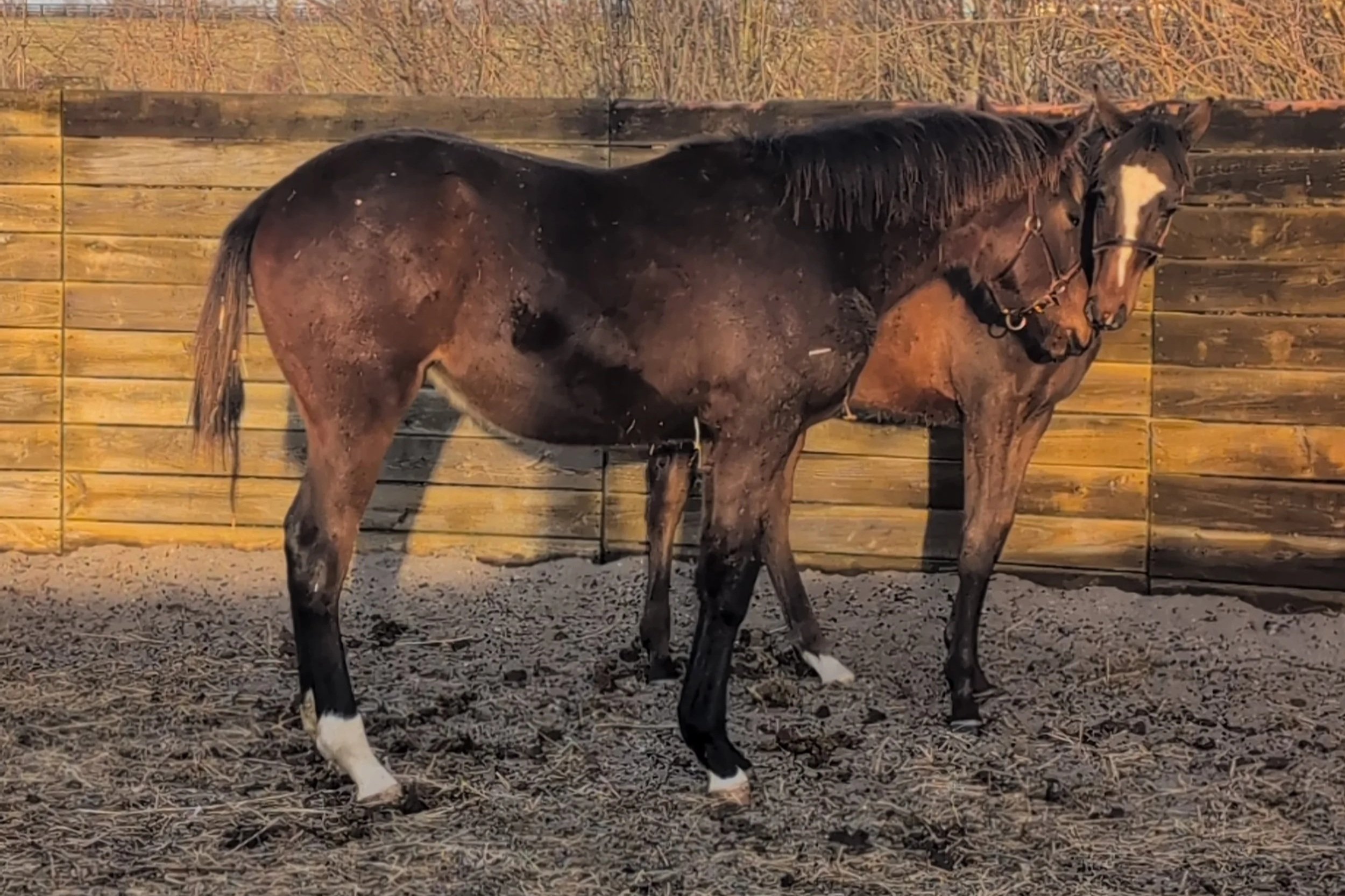 First Turnout Together: What Thirteen and CK’s Introduction Looks Like