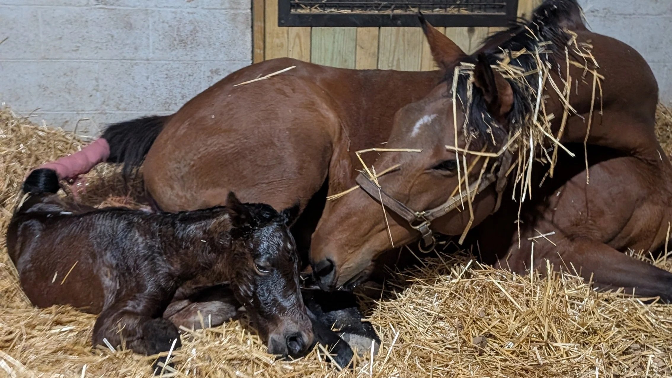 Why We Support The Jockey Club’s 2026 Registration Fee Increase