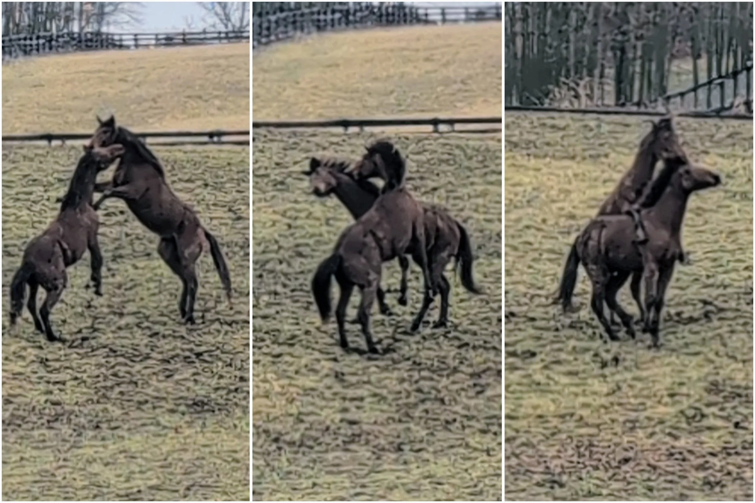 The Last Turnout Together: Growth, Testosterone, and What Comes Next