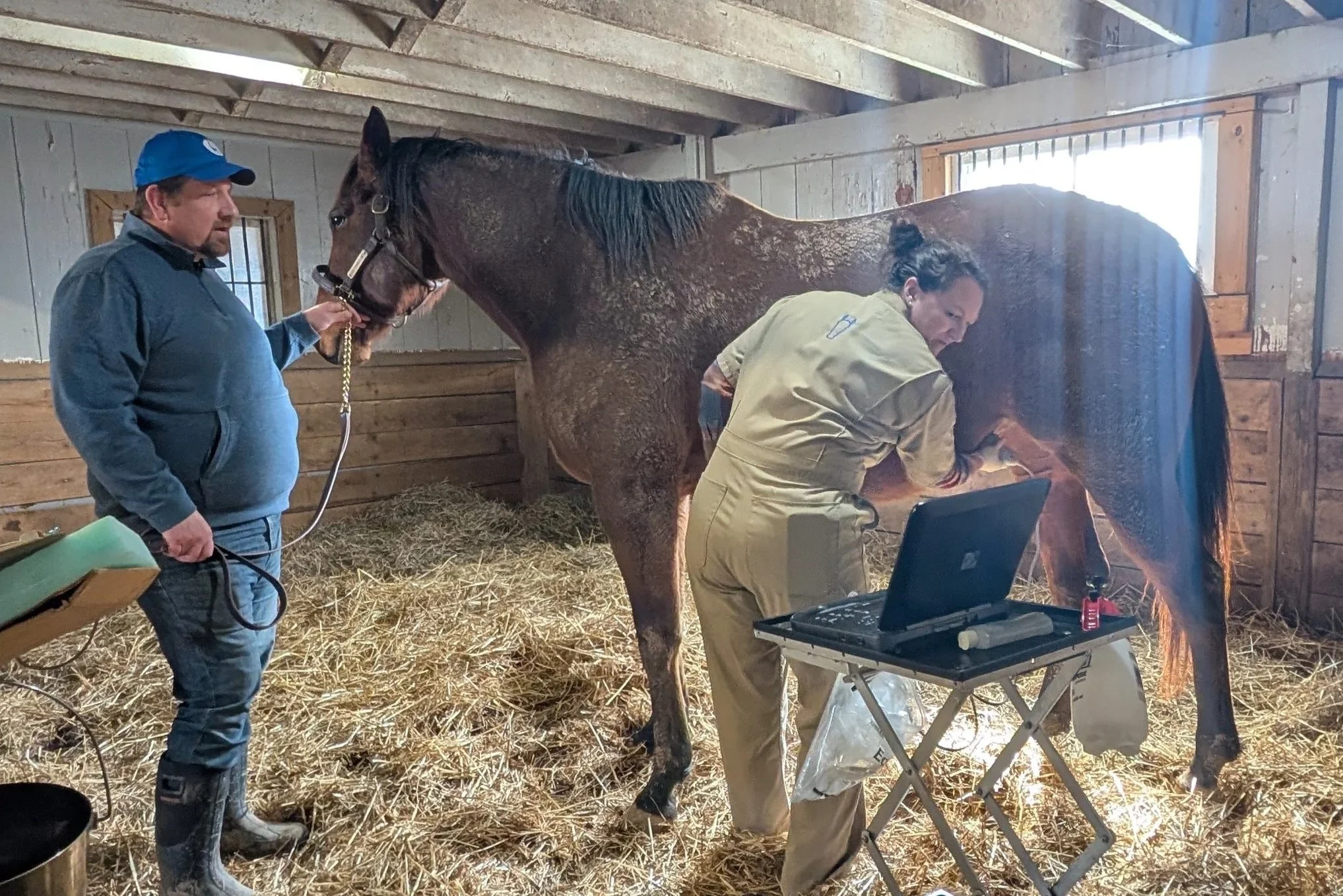 Month 9 Pregnancy Check: Placenta Scans, Vaccine Timing, and the Final Stretch Before Foaling