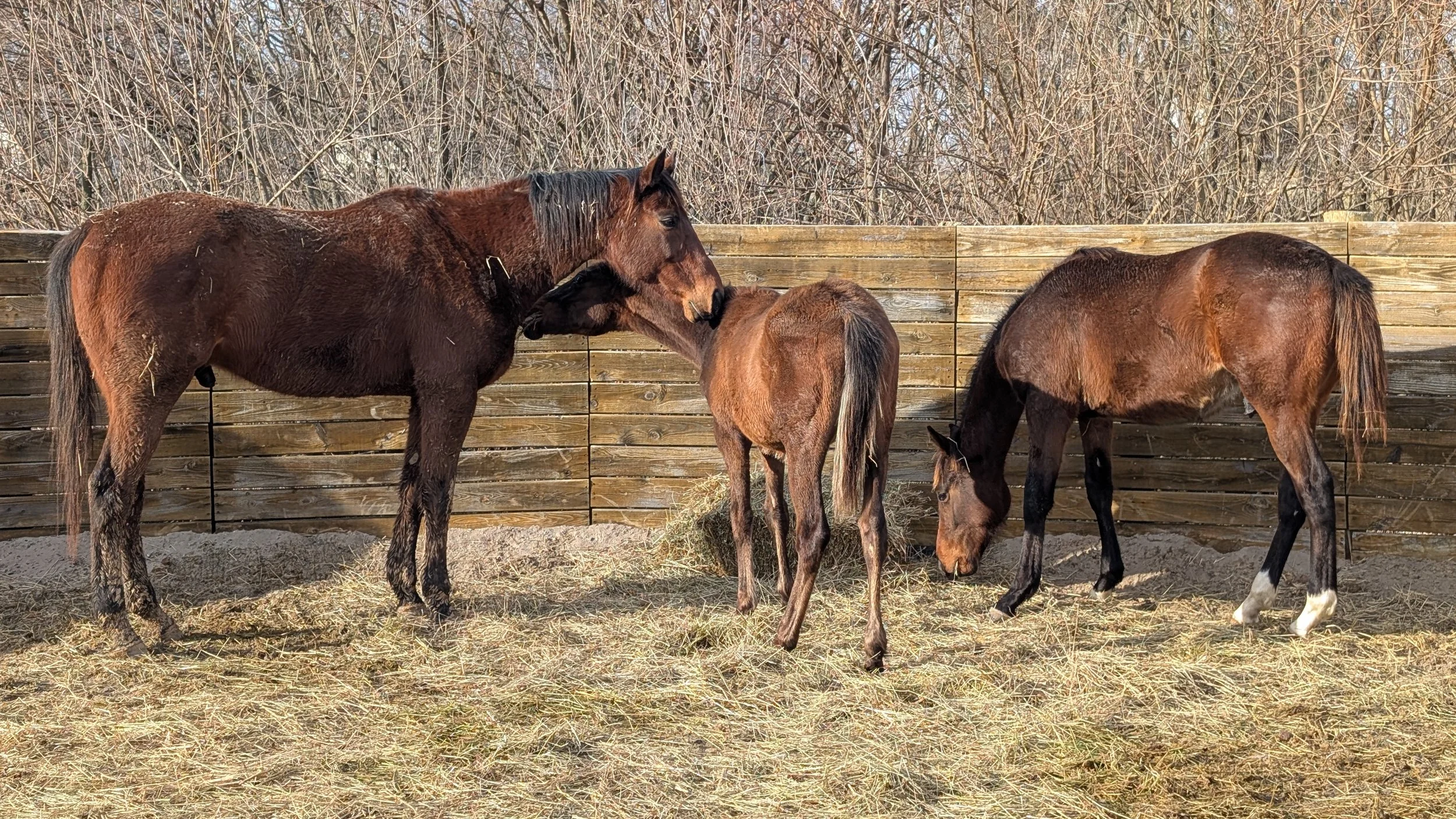 Van with the Class of 2025 colts