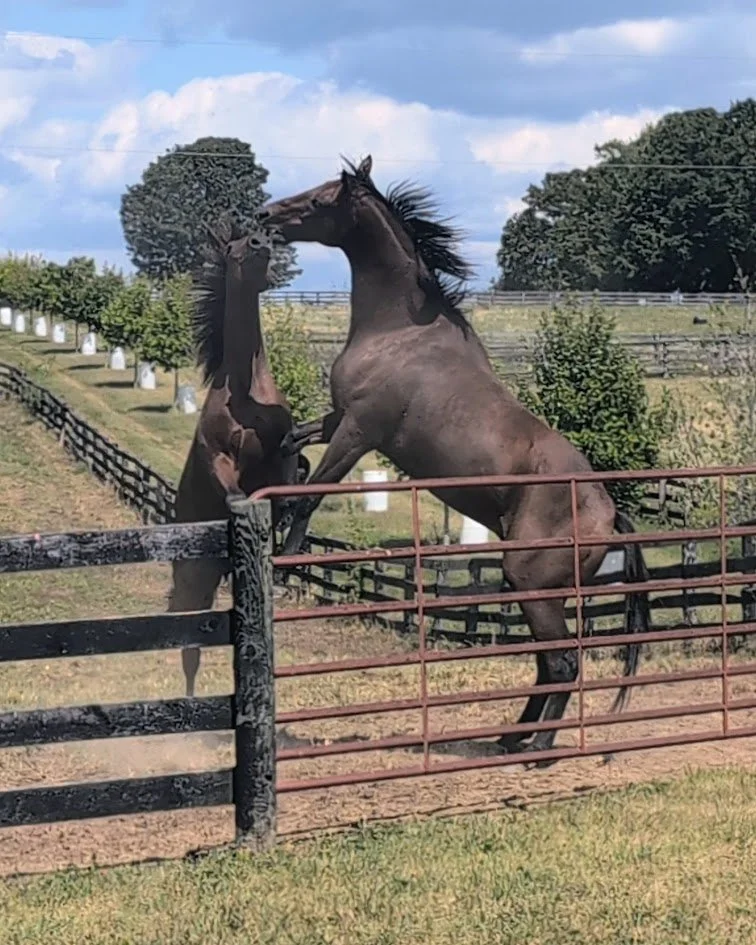 Paycasso and Van playing (natural behavior)