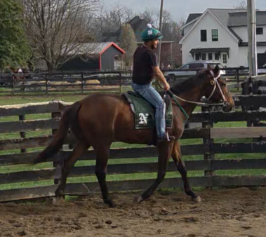 First Rides in the Round Pen