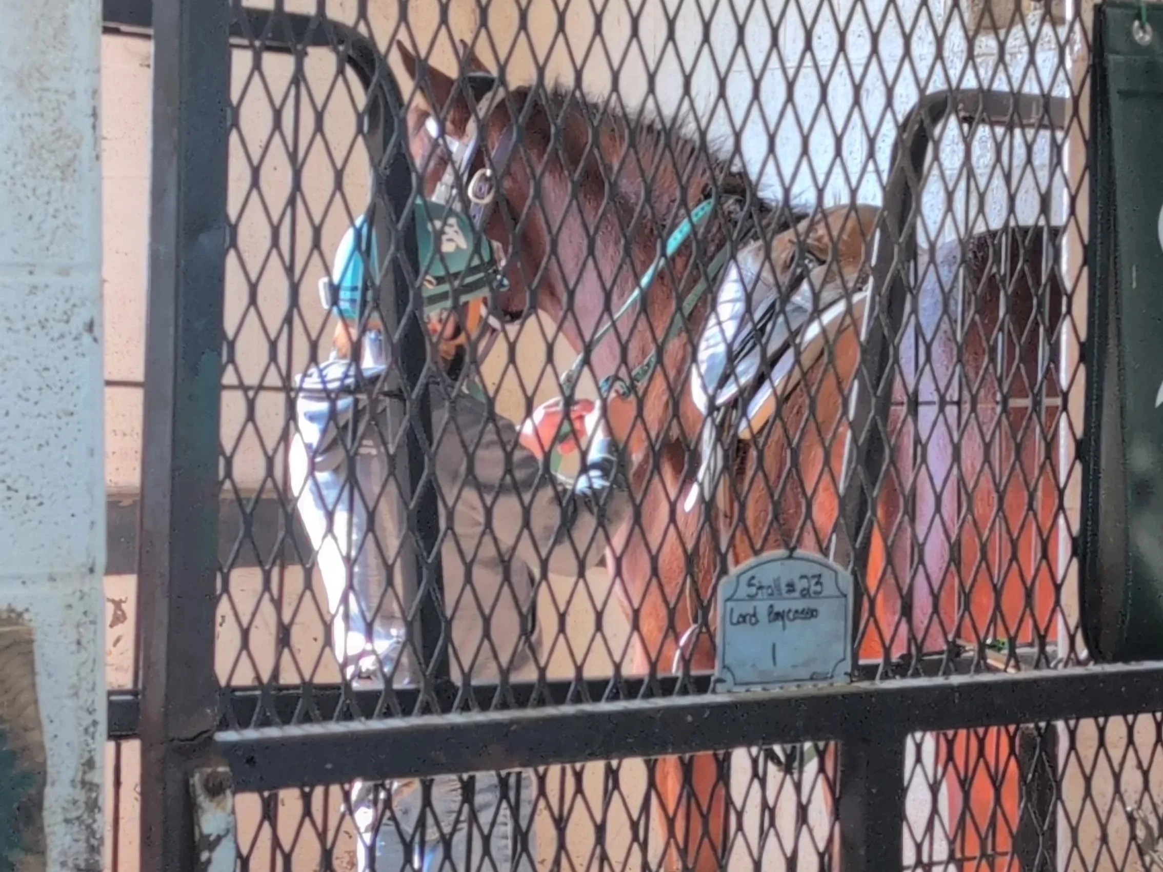 First Time with Riders in the Stall